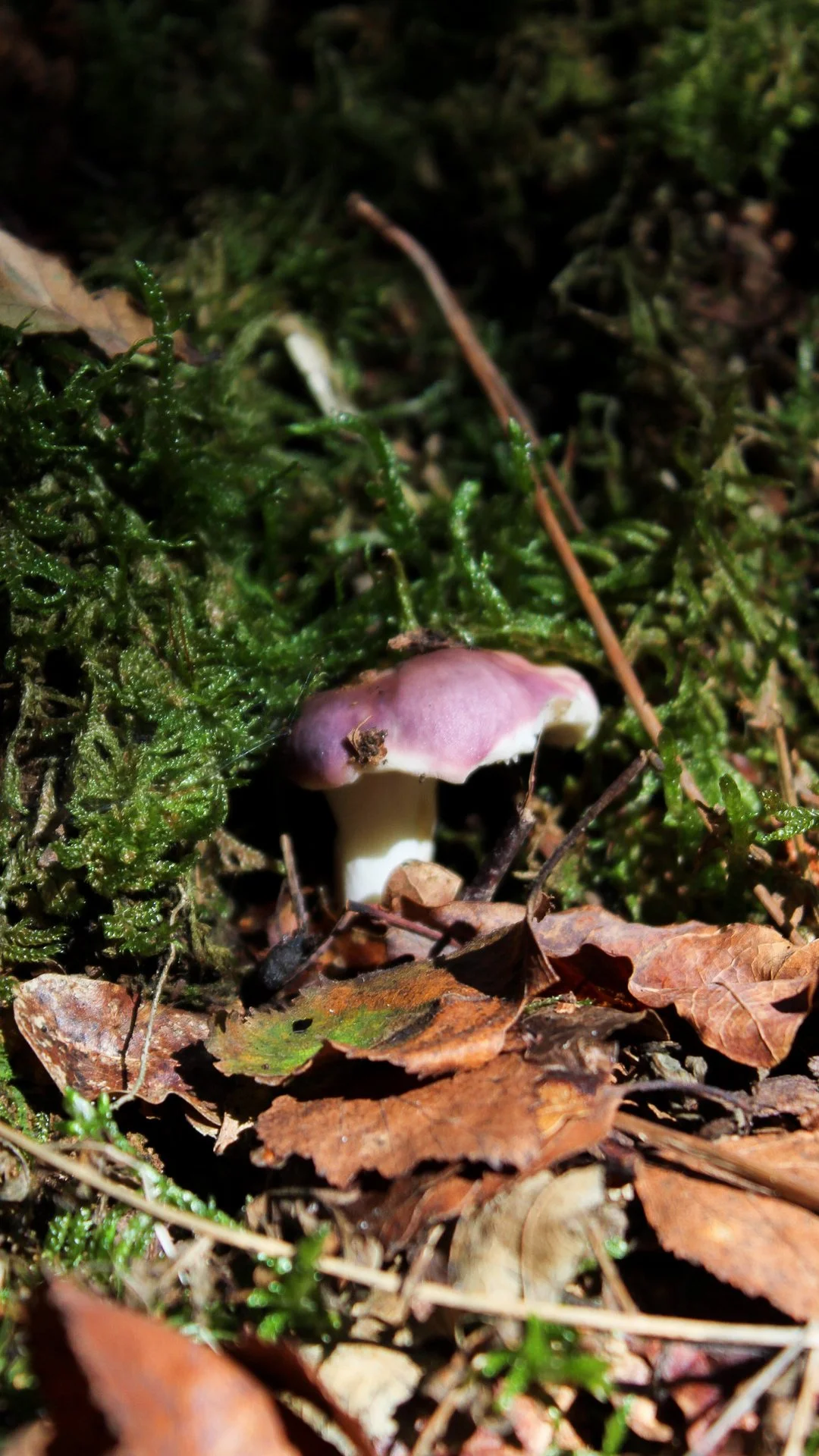 Un hongo pequeño de color rosa y blanco crece entre hojas caídas en un bosque.