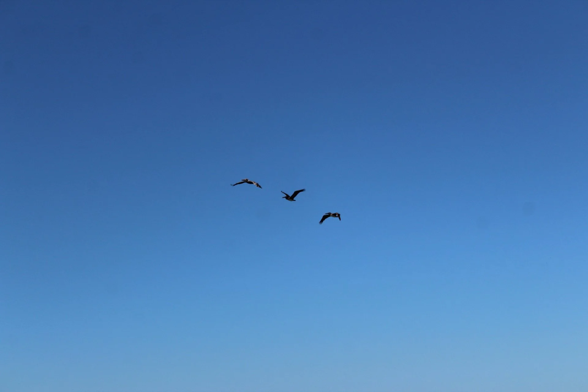 Tres aves volando en un cielo azul sin nubes.