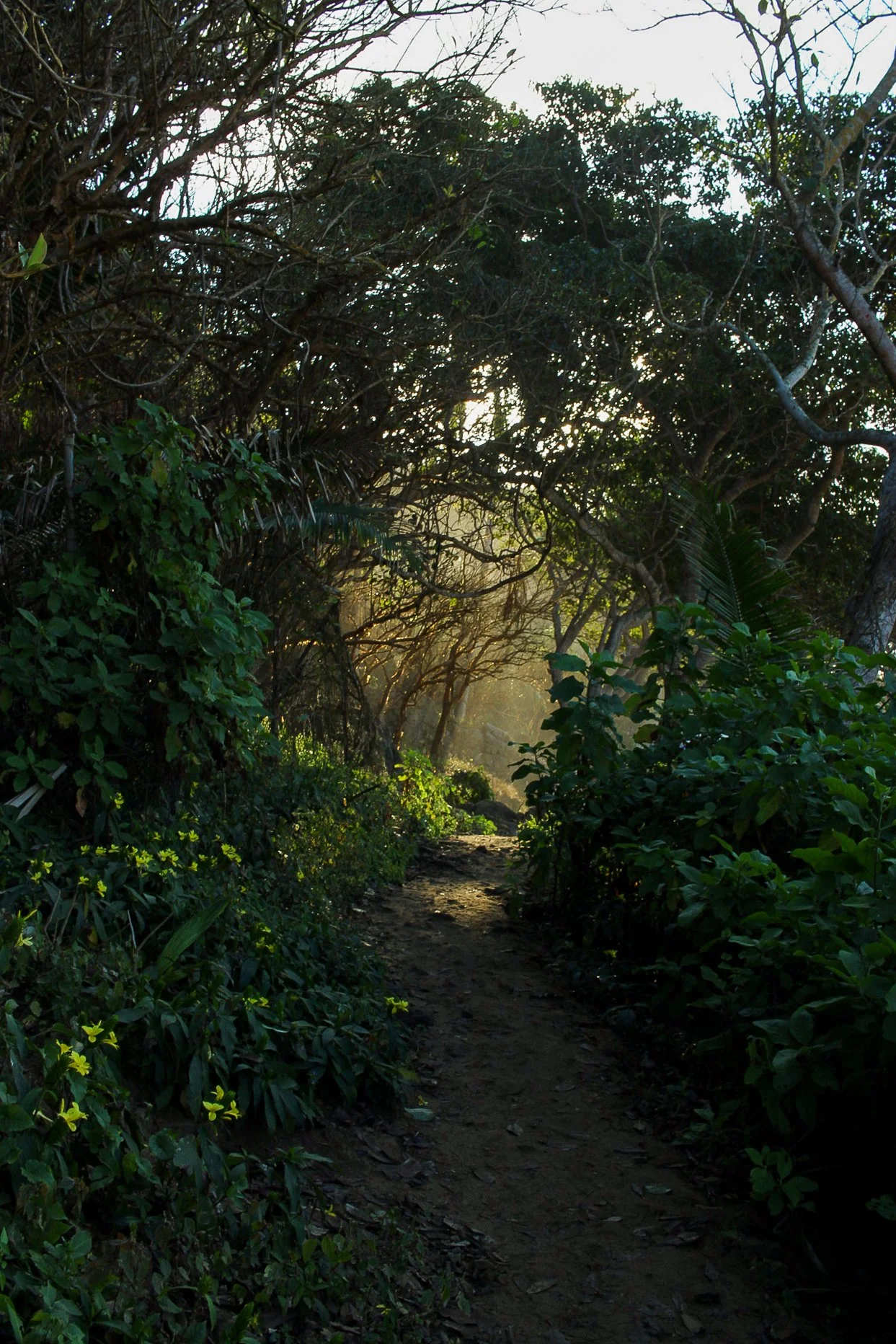 Sendero rodeado de vegetación con luz solar filtrándose por las ramas.