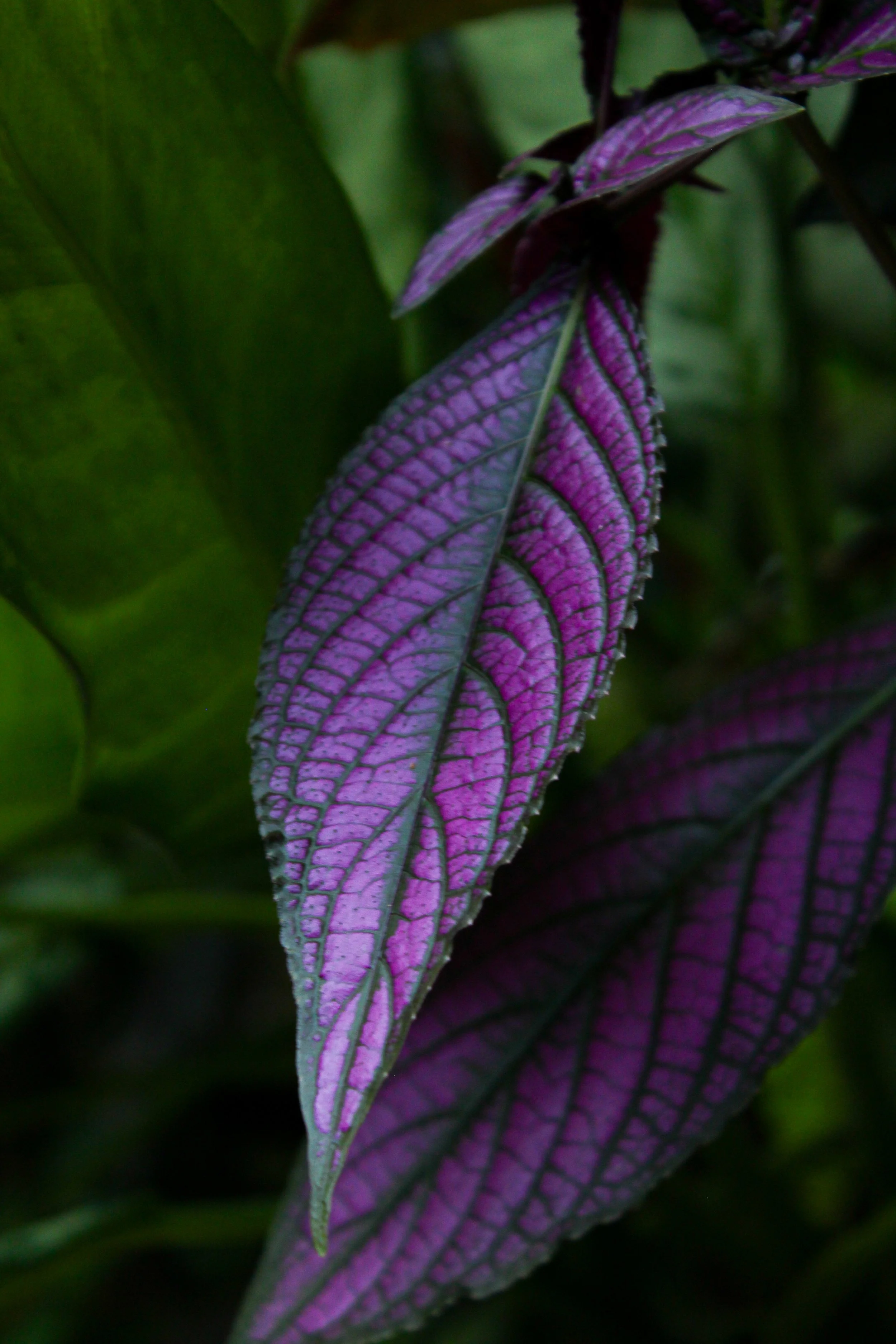 Hoja morada con venas verdes y bordes dentados en un fondo de hojas verdes.