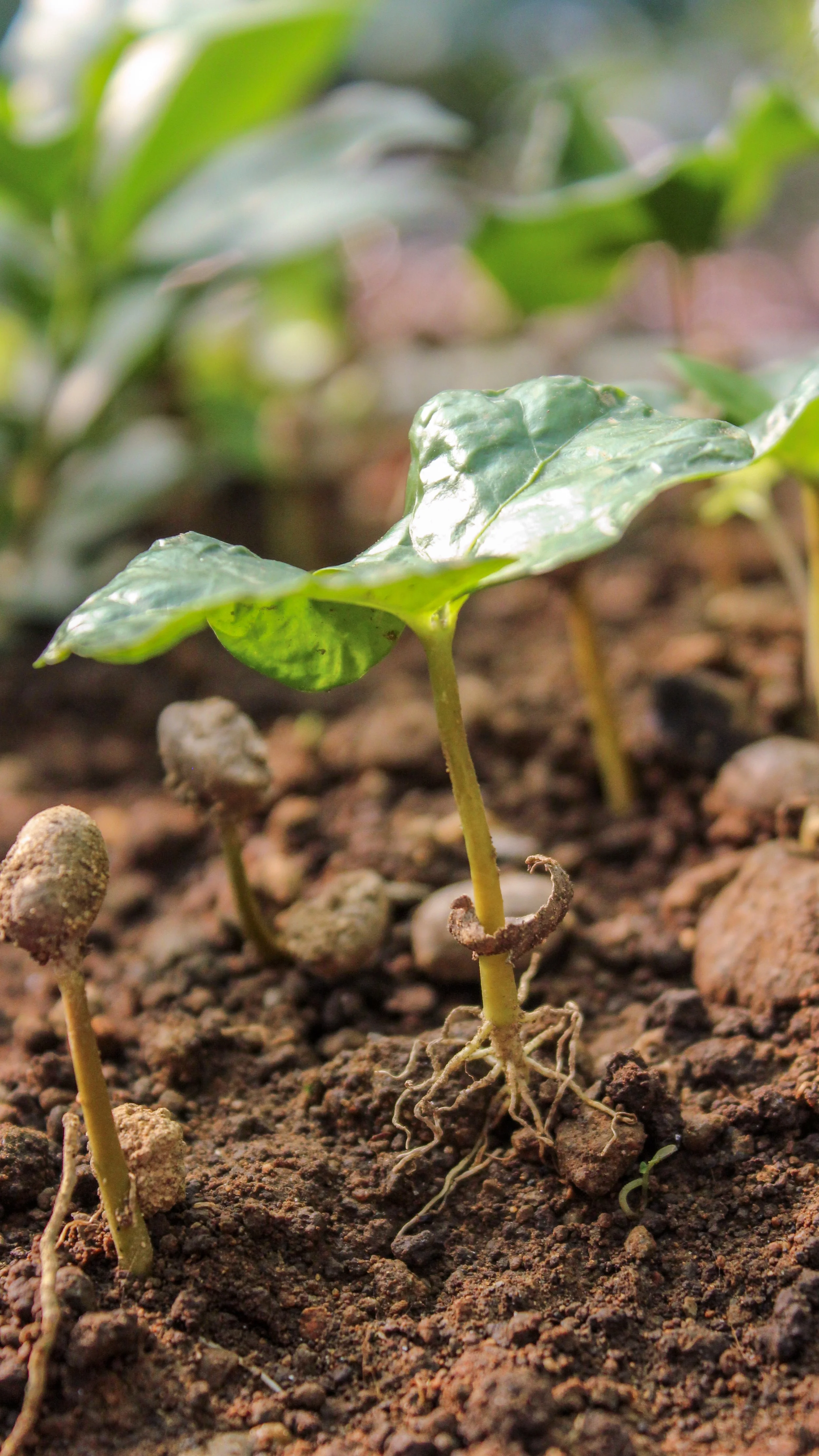 Una planta joven con hojas verdes creciendo en tierra húmeda, con raíces visibles.