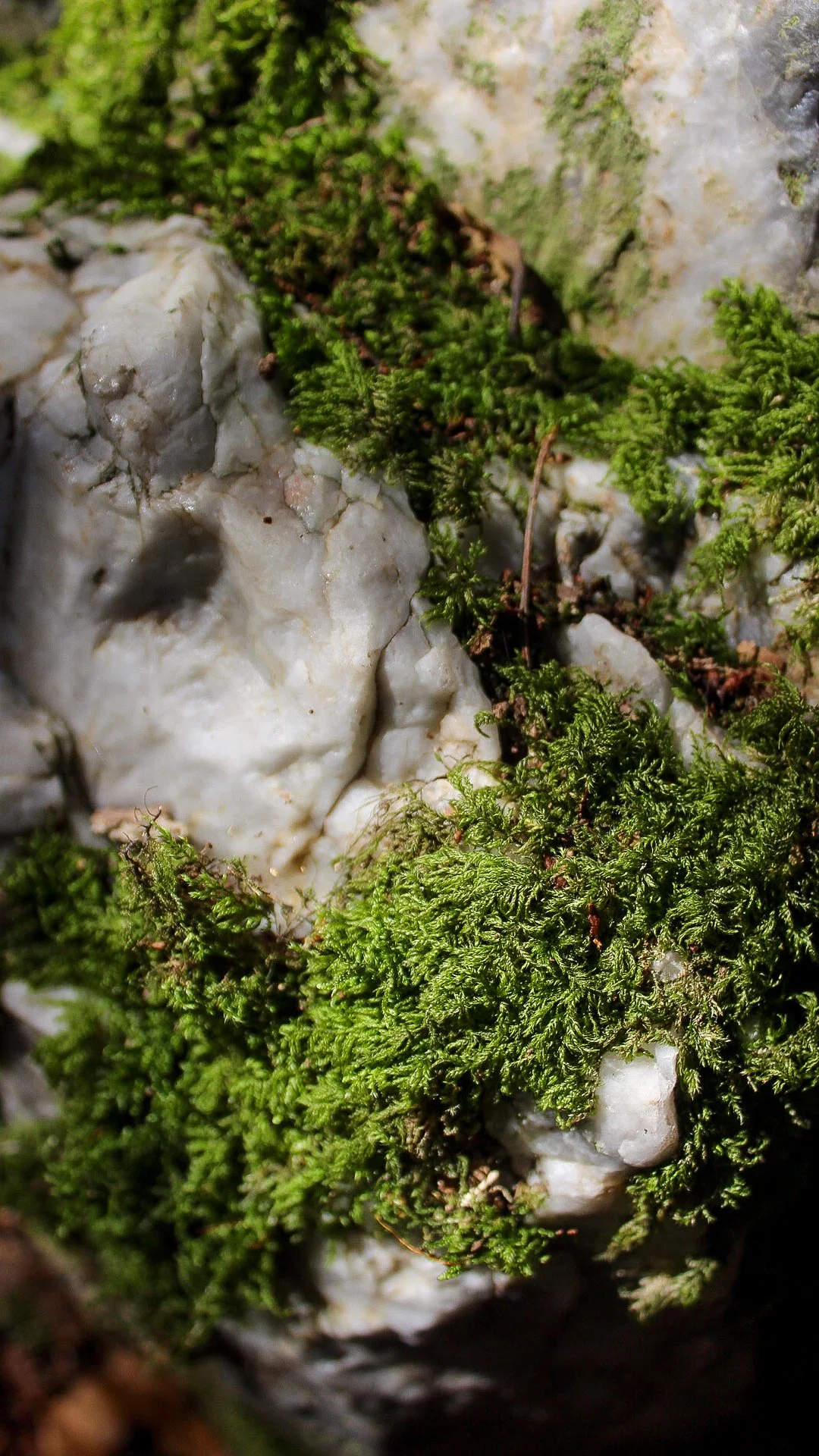 Piedras blancas con musgo verde creciendo en ellas.