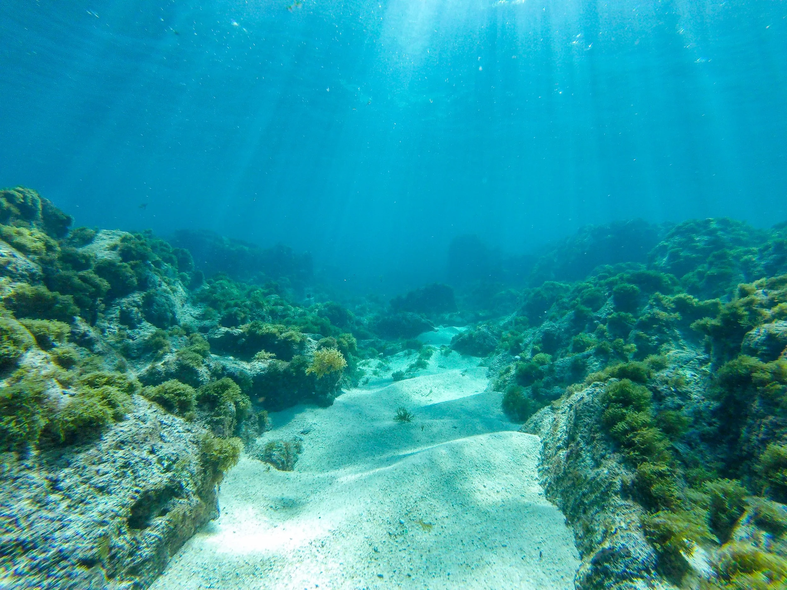 Vista submarina con arrecifes de coral, arena y agua clara.