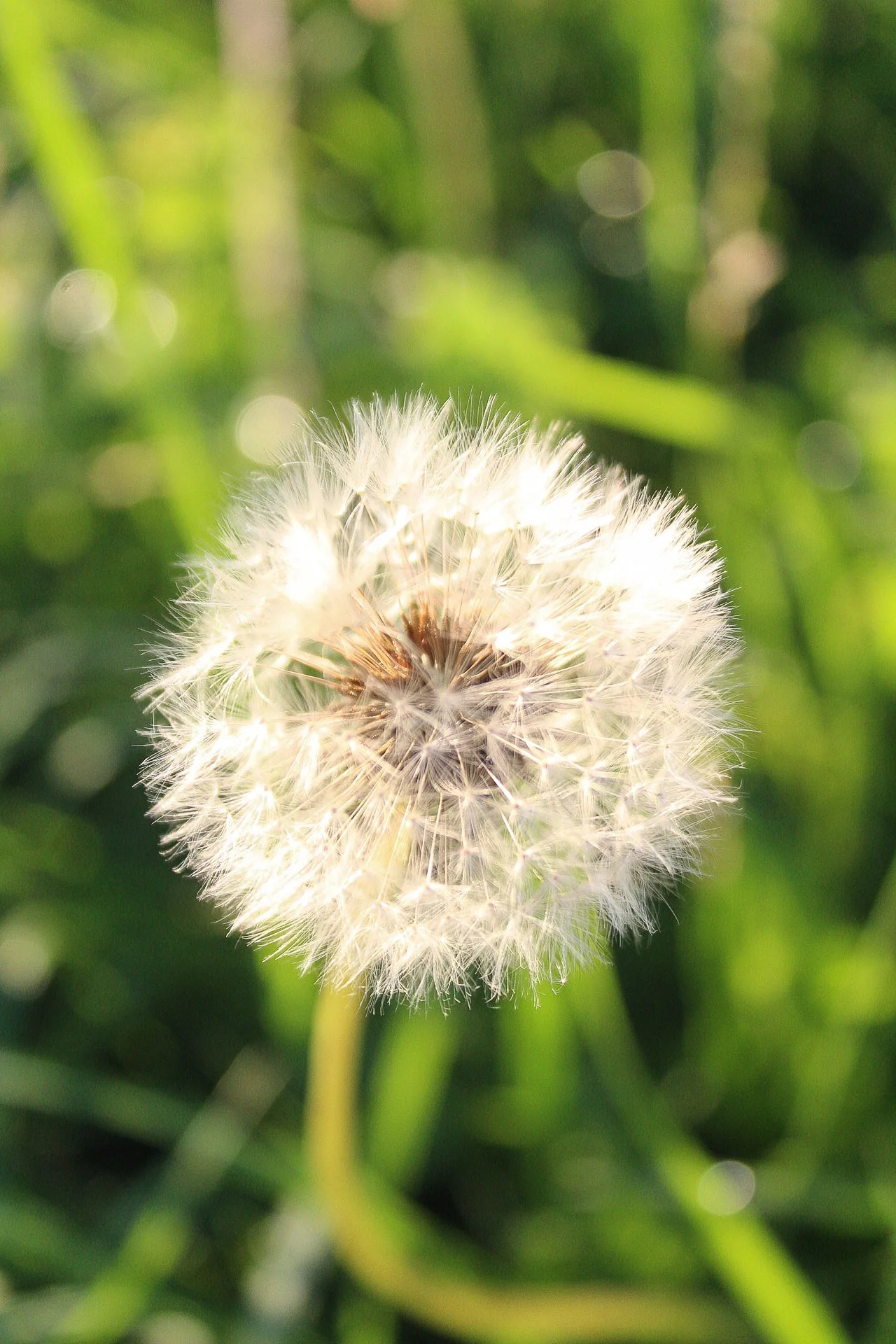 Pelota de diente de león en primer plano con fondo de césped verde borroso.