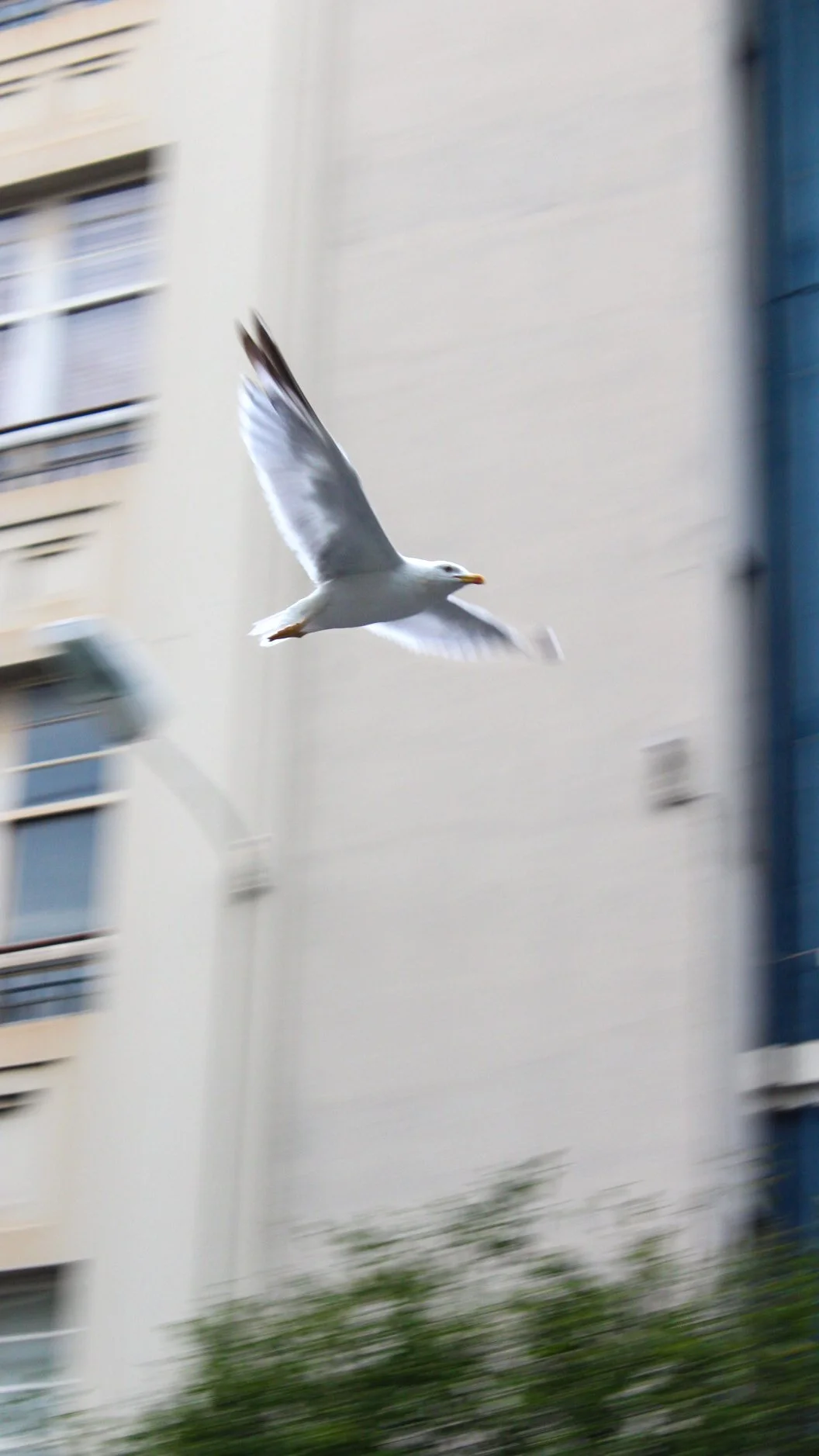 Gaviota en vuelo frente a edificios de apartamentos y árboles.