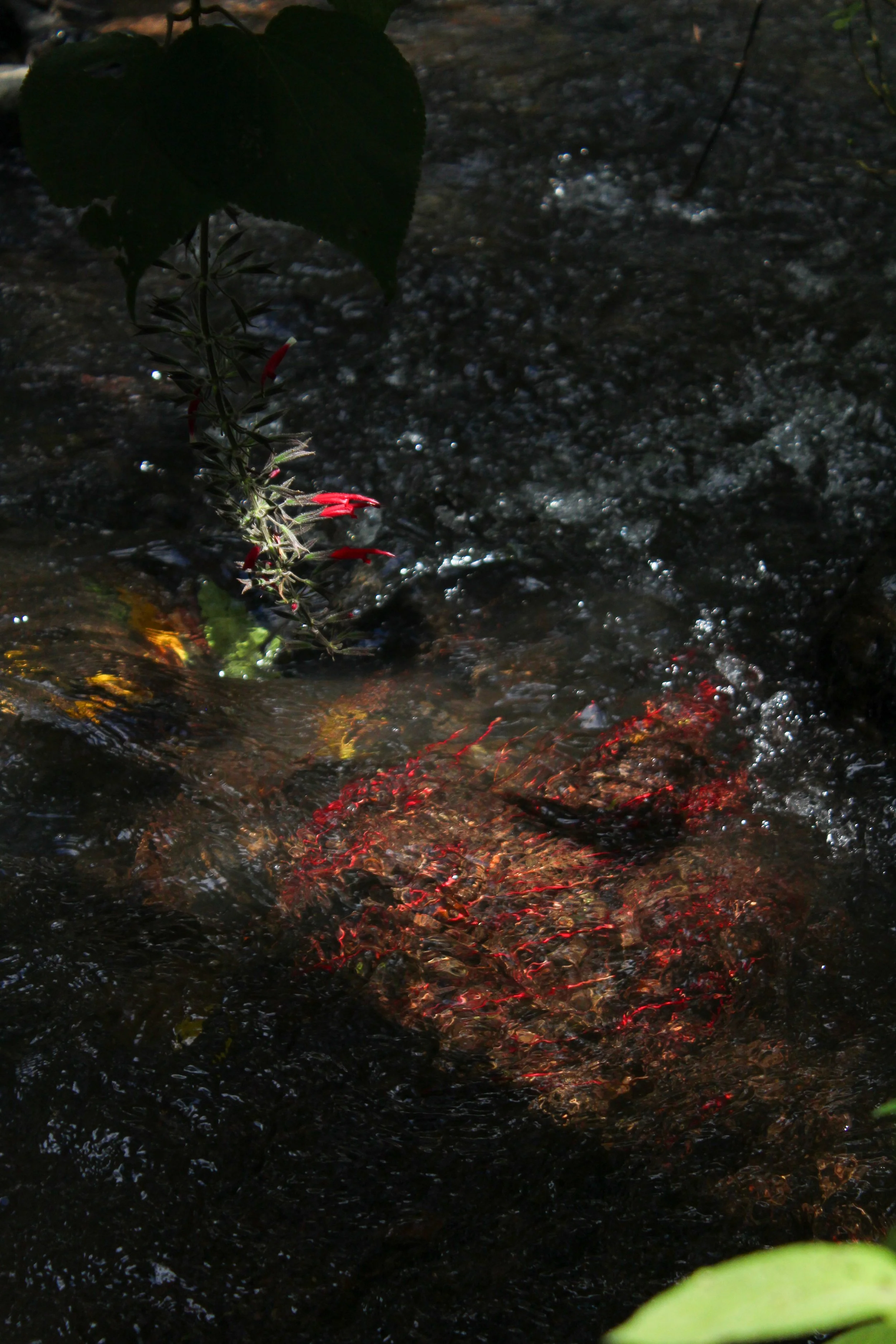 Un río o corriente de agua con algunas plantas verdes y flores rojas en las orillas.