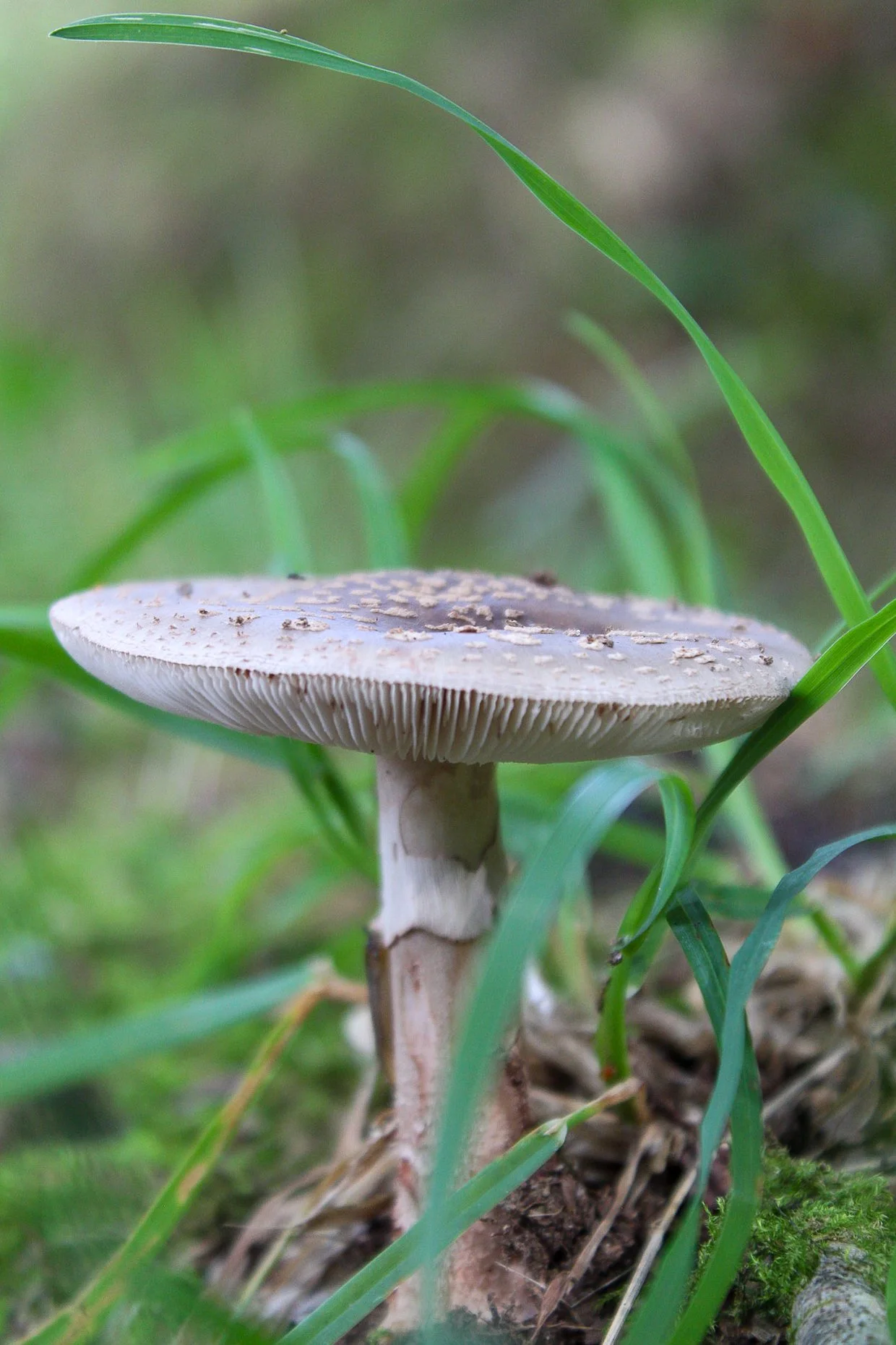 Un hongo blanco y plano en medio de césped verde.