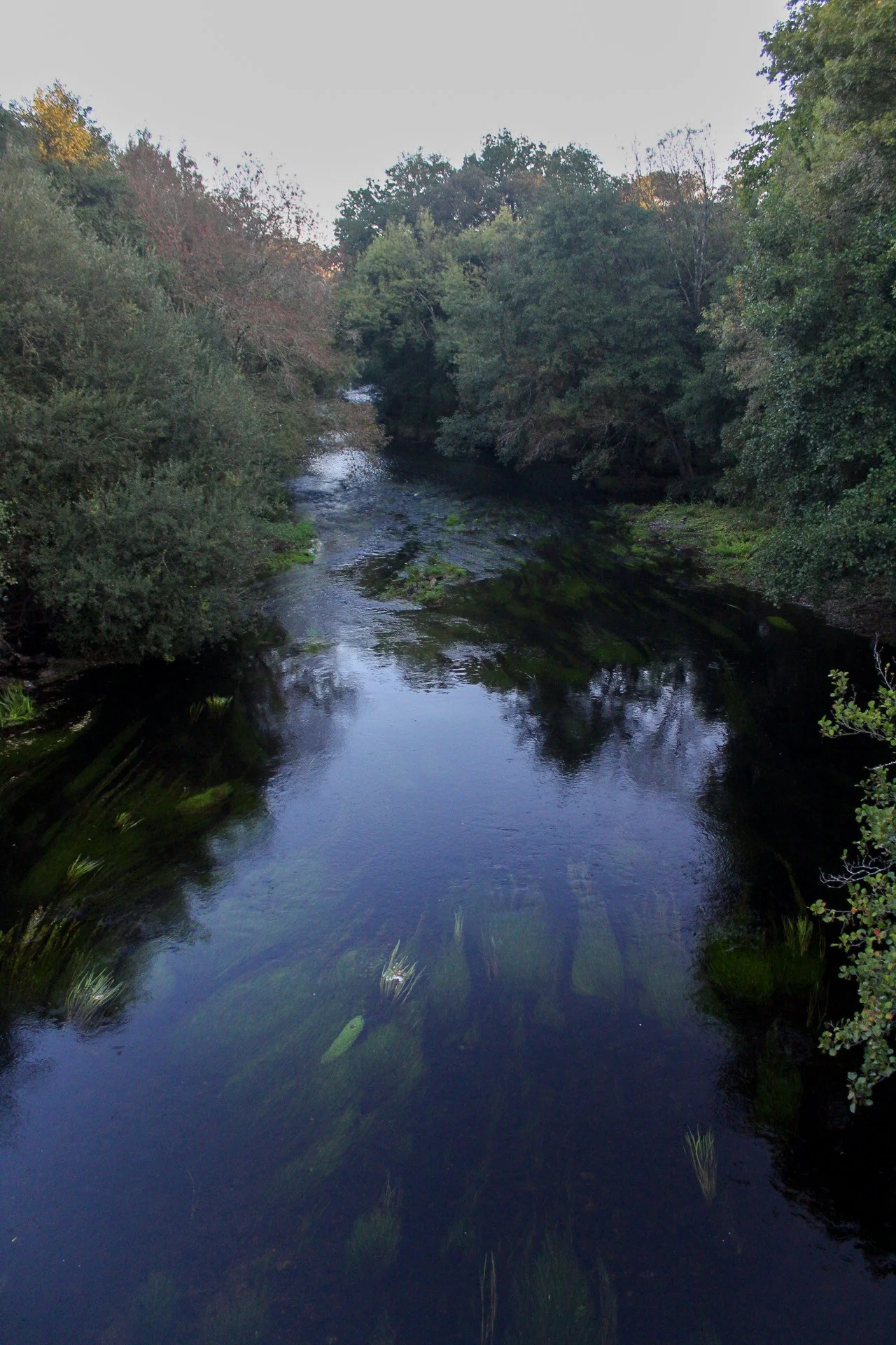 Un río rodeado de árboles verdes, con agua clara y reflejos del cielo y la vegetación