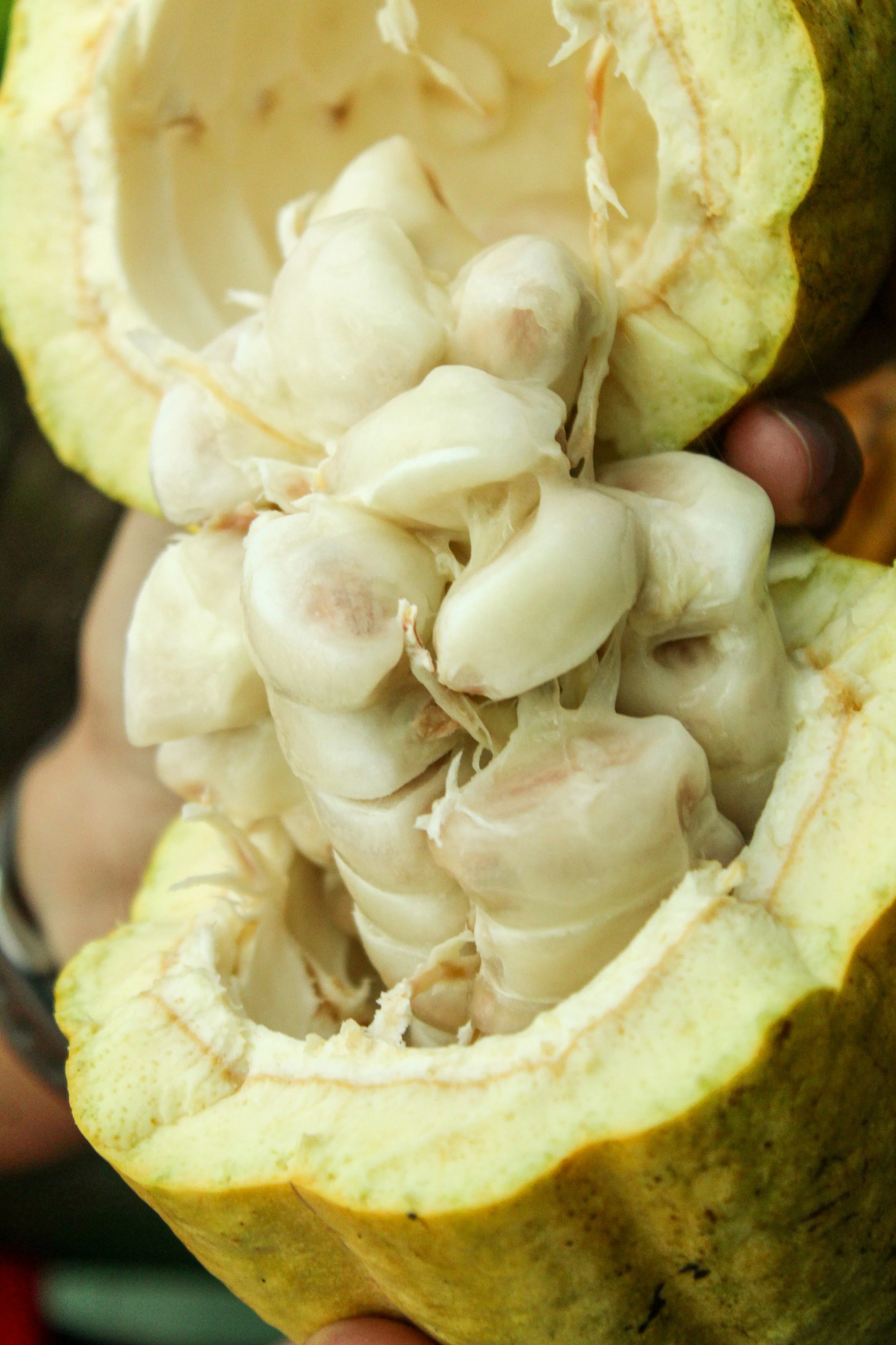 Cerebro de una fruta, posiblemente un chayote, abierto para mostrar su interior lleno de semillas blancas y suaves.