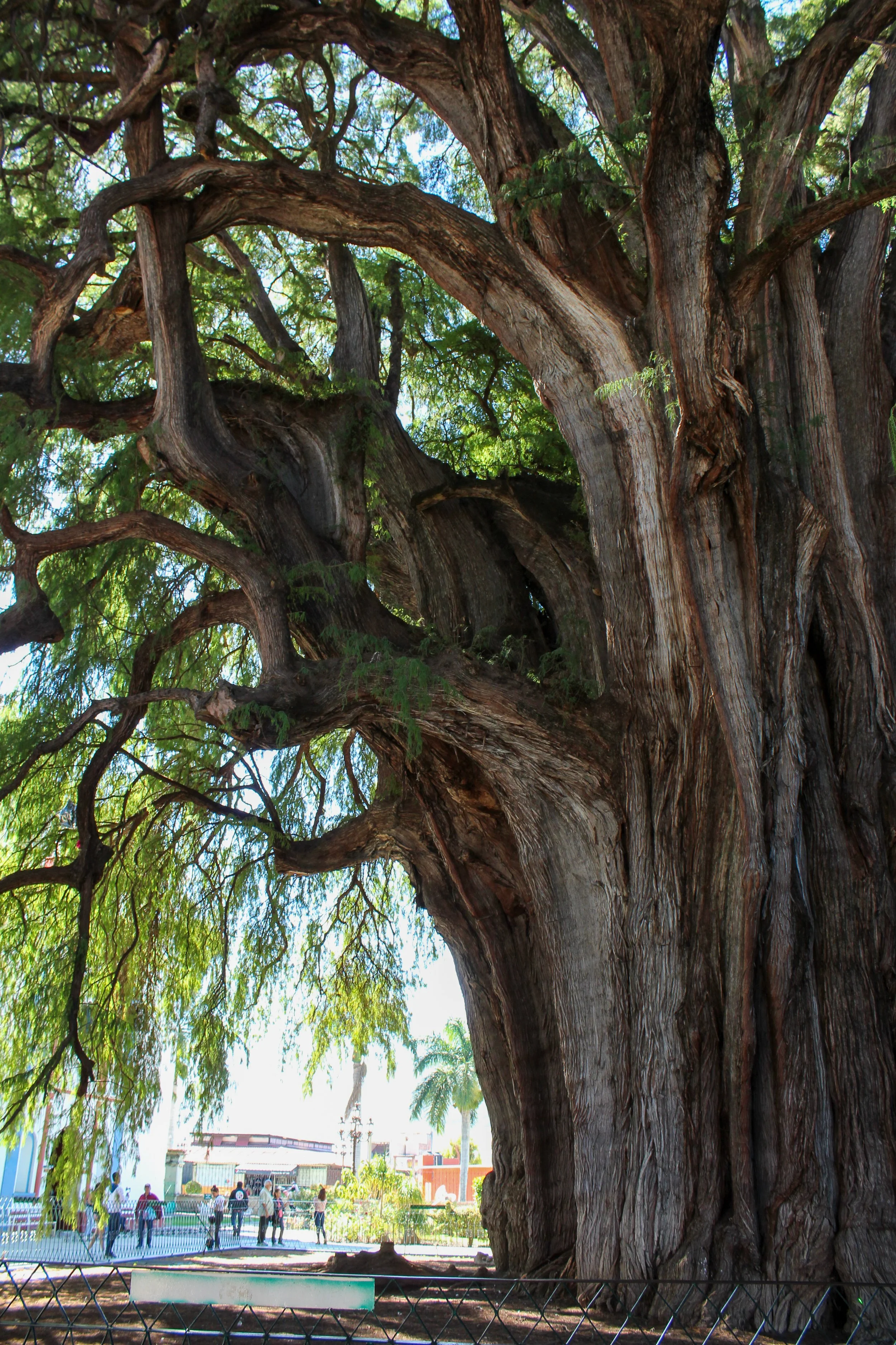 Árbol grande y antiguo con tronco y ramas retorcidas, rodeado de personas en un parque urbano con edificaciones y palmeras al fondo.
