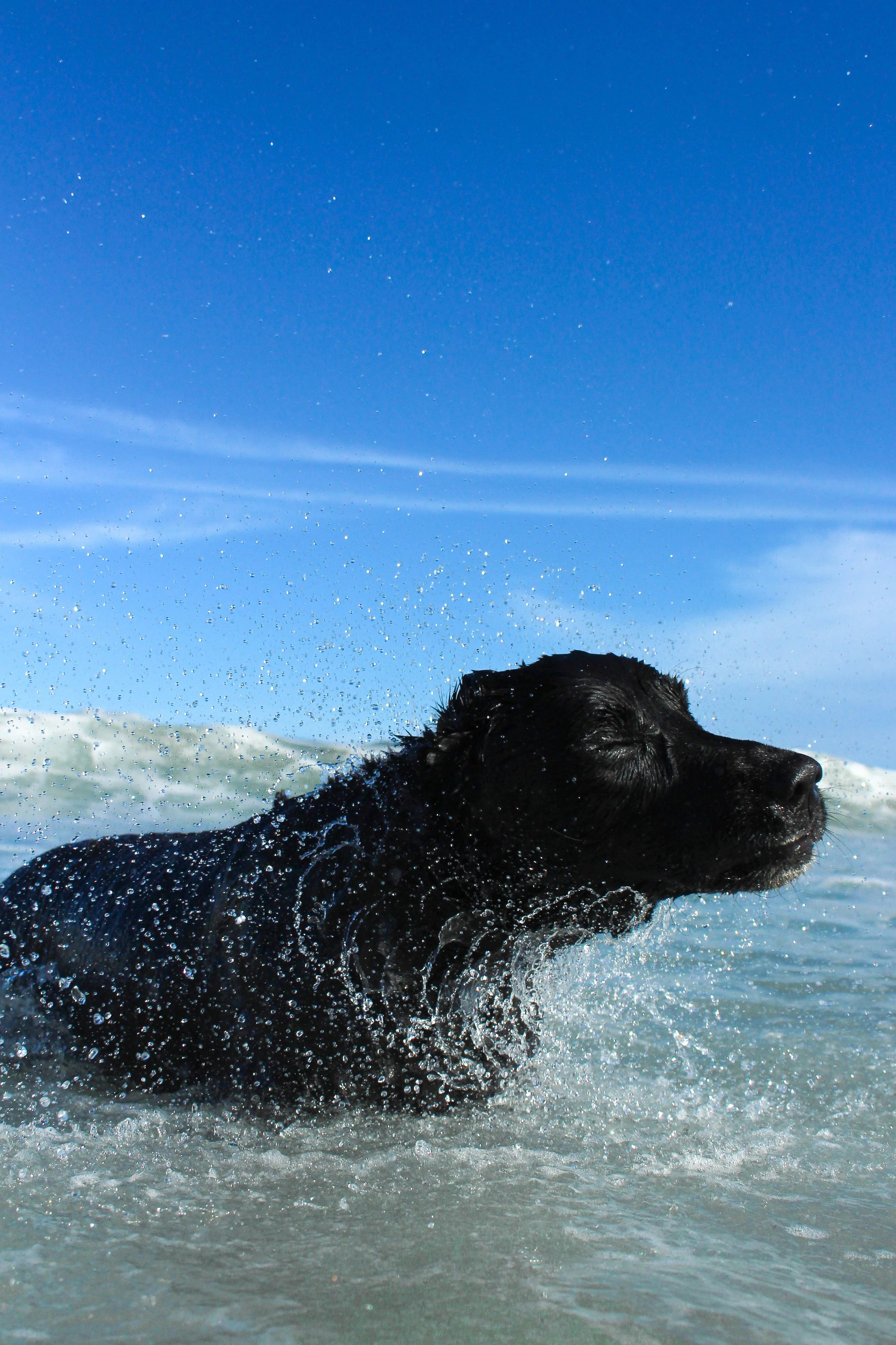 Un perro negro chapoteando en el agua en la playa bajo un cielo azul.