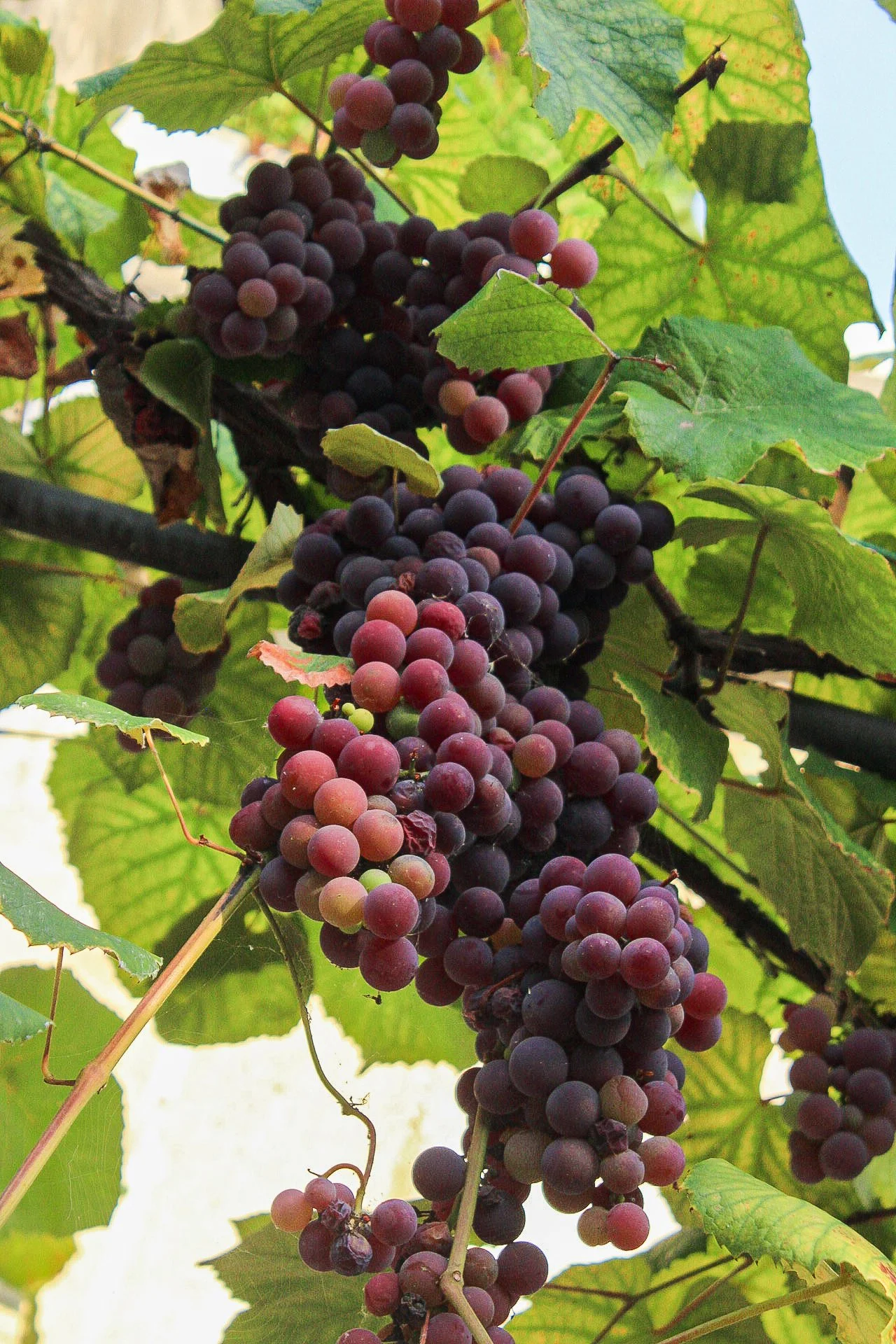 racimos de uvas moradas en la vid, con hojas verdes