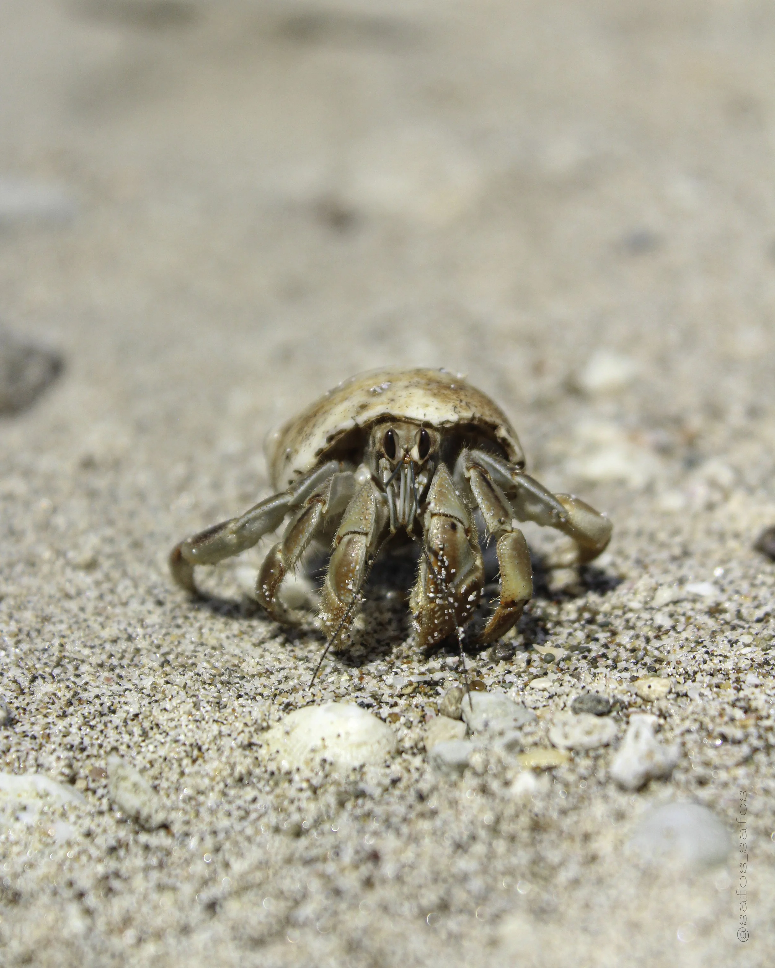 Cangrejo pequeño en la arena de la playa