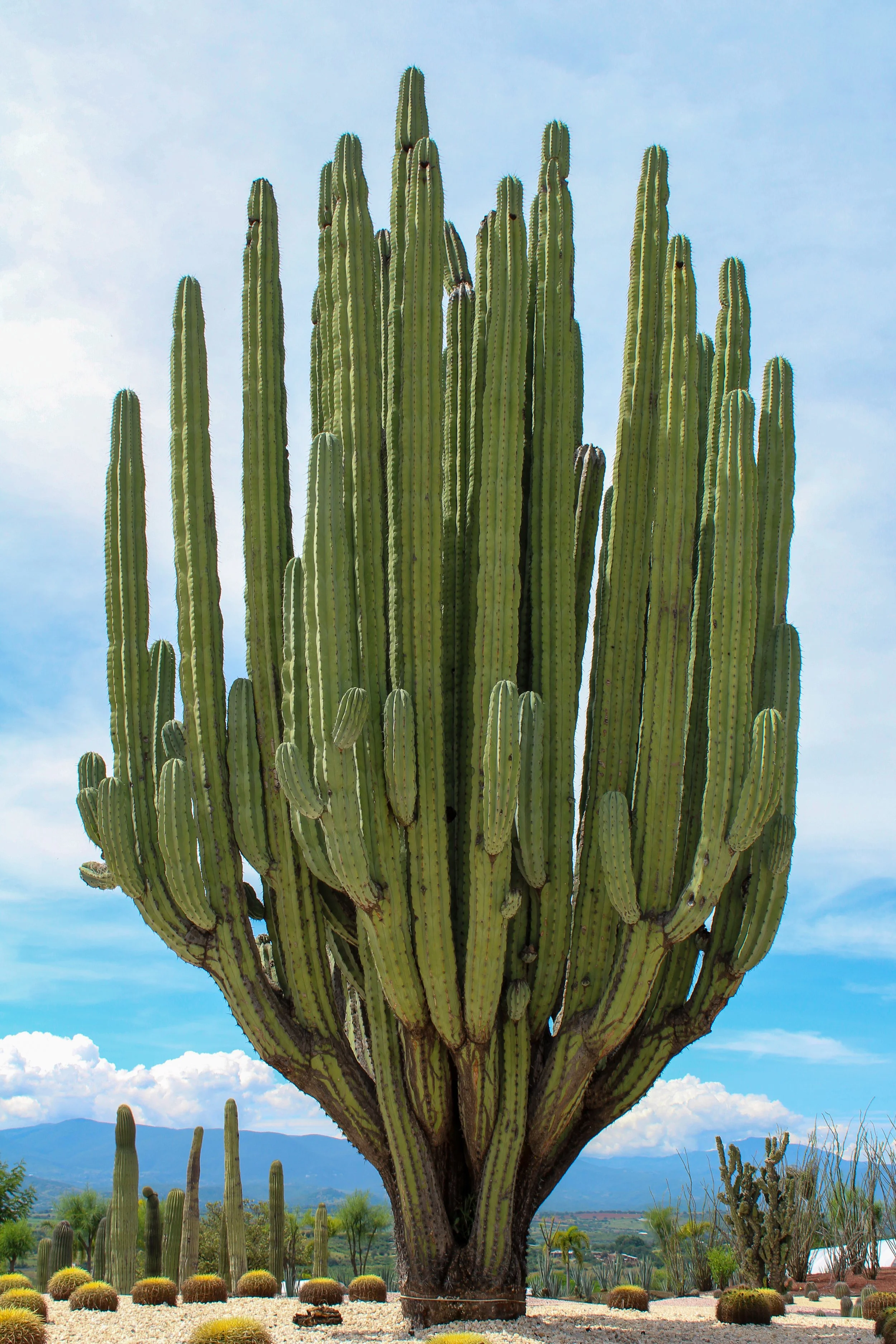 Cacto gigante en un paisaje árido con montañas al fondo, cielo despejado y algunas nubes.
