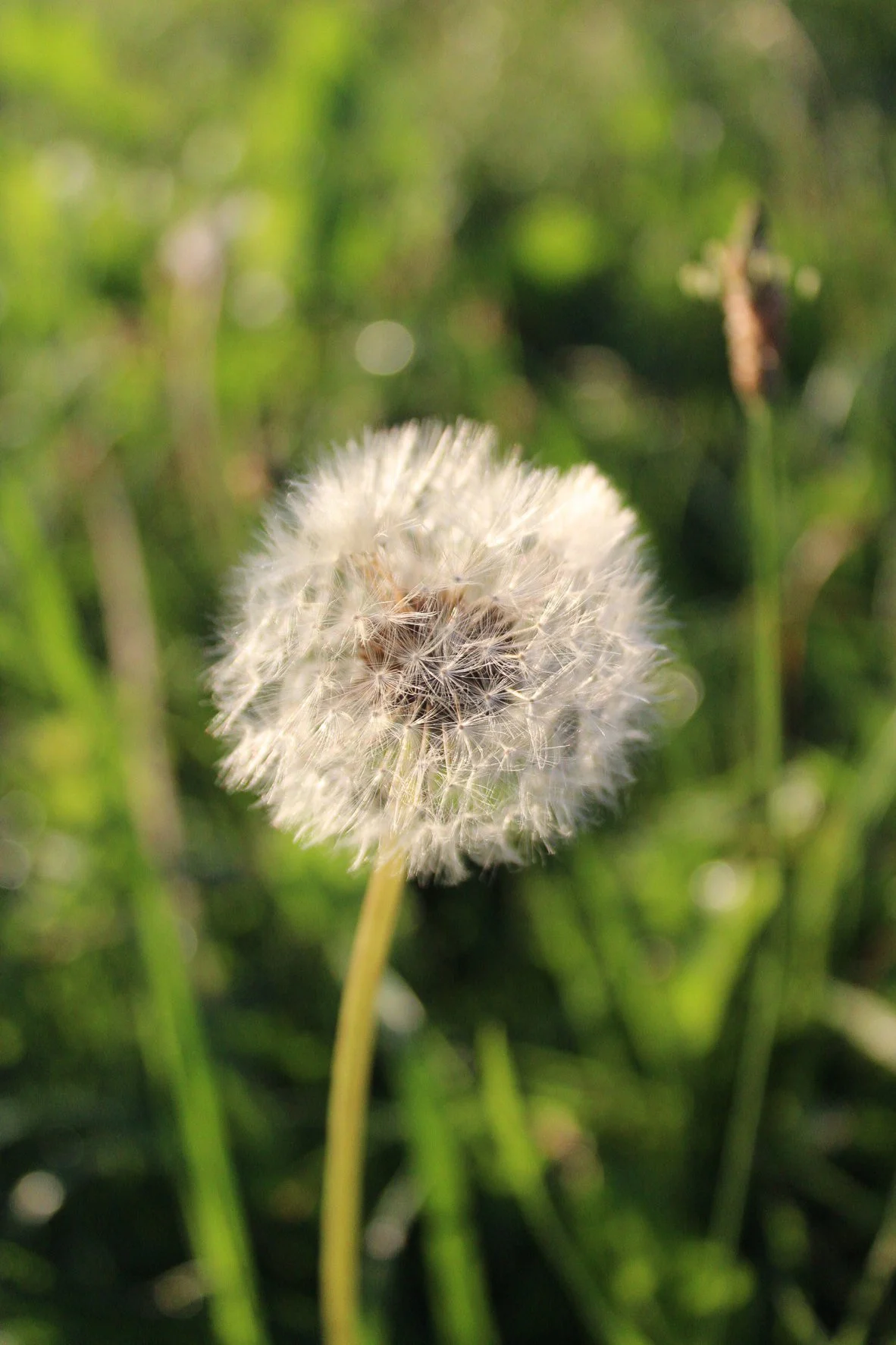 Un diente de león en semillas en un fondo de césped verde