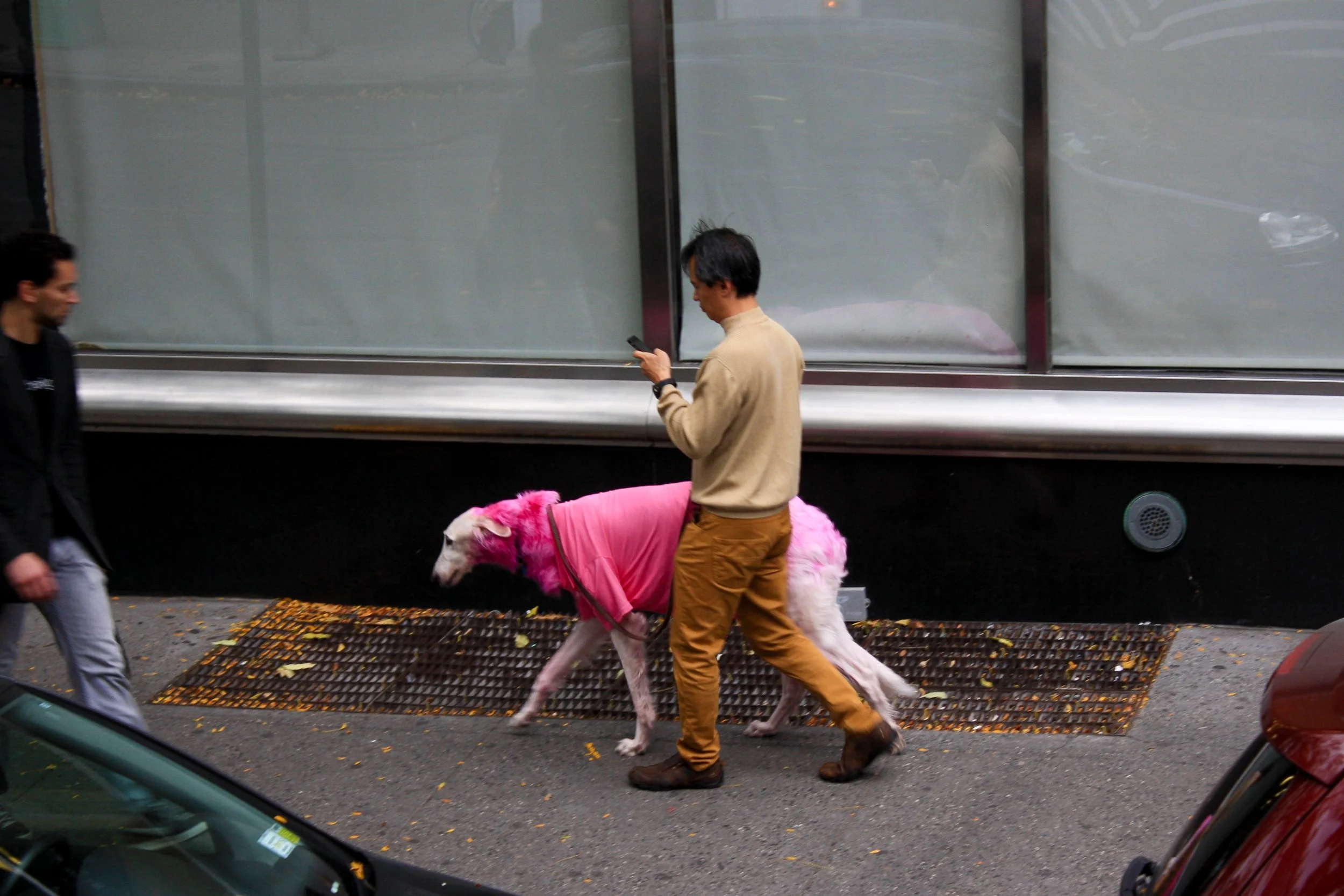 Persona con ropa beige y pantalones marrón caminando con un perro rosa y blanco con manta rosa, en una ciudad