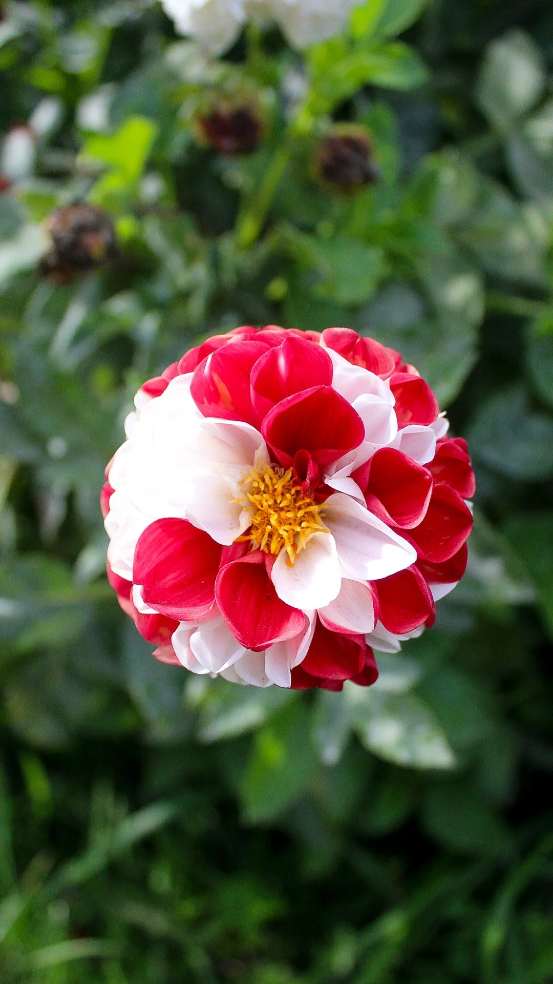 Flor colorida con pétalos rojos y blancos, y un centro amarillo, sobre fondo de hojas verdes.