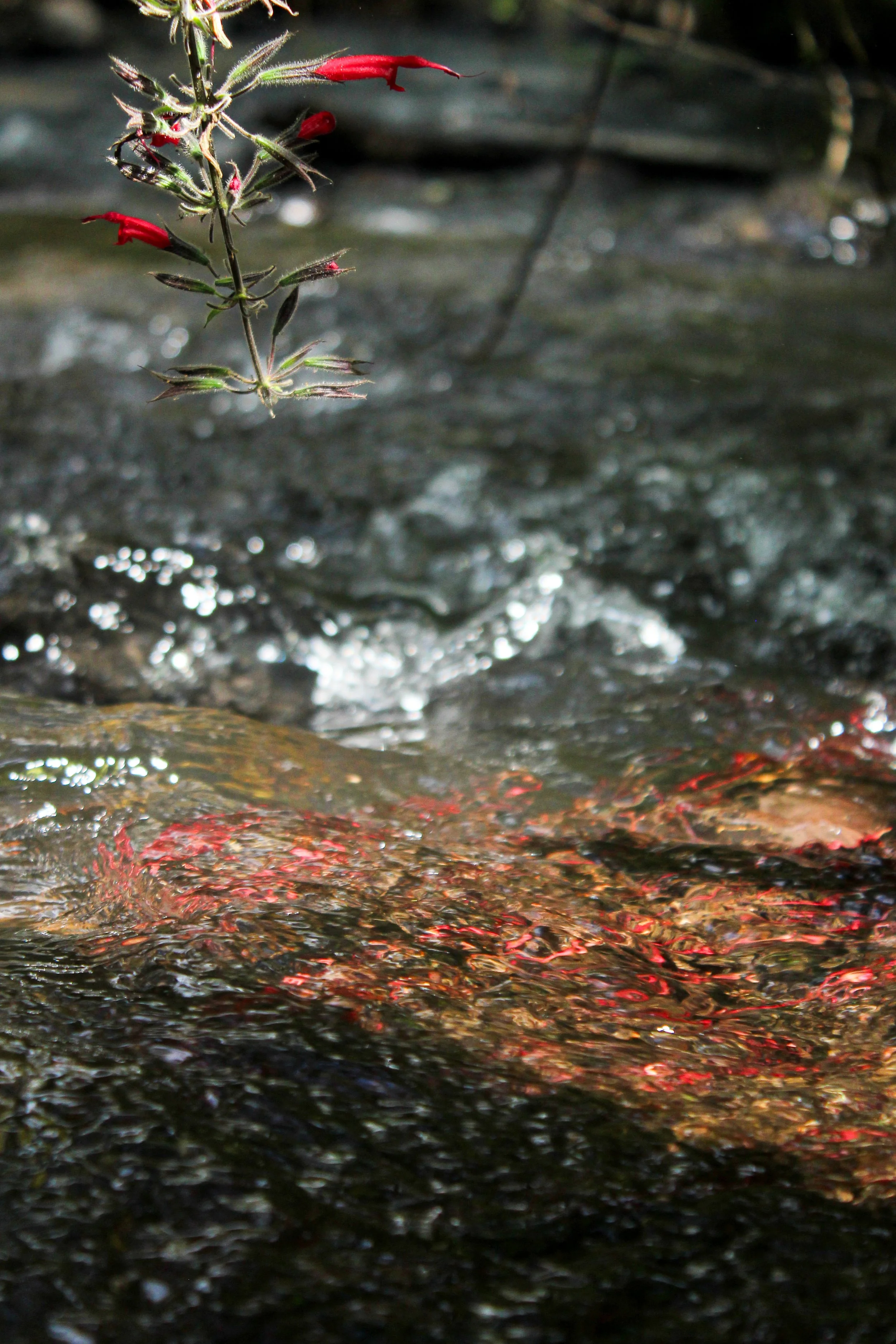 Planta con flores rojas colgando sobre agua de río.