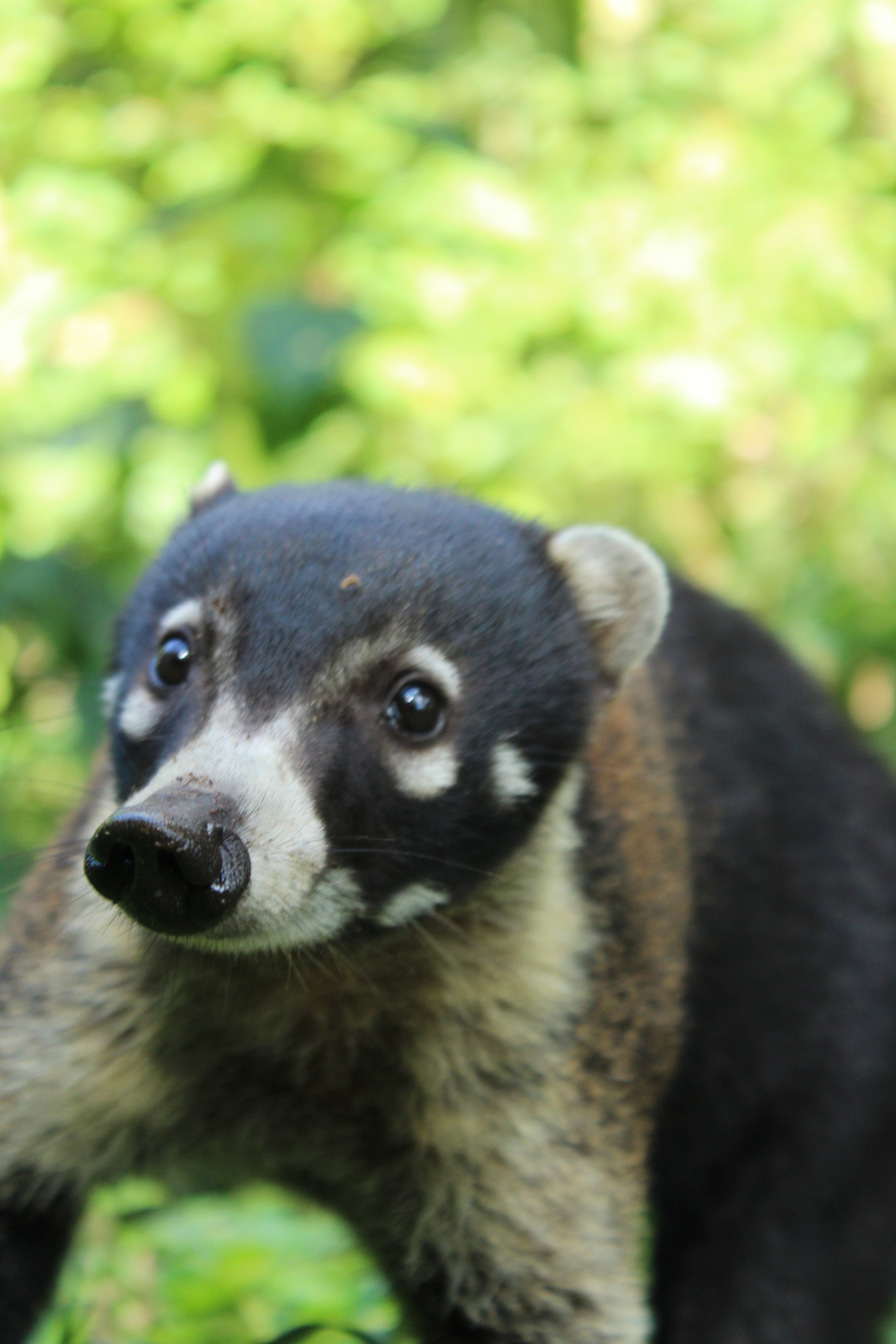 Un oso hormiguero en un bosque verde.