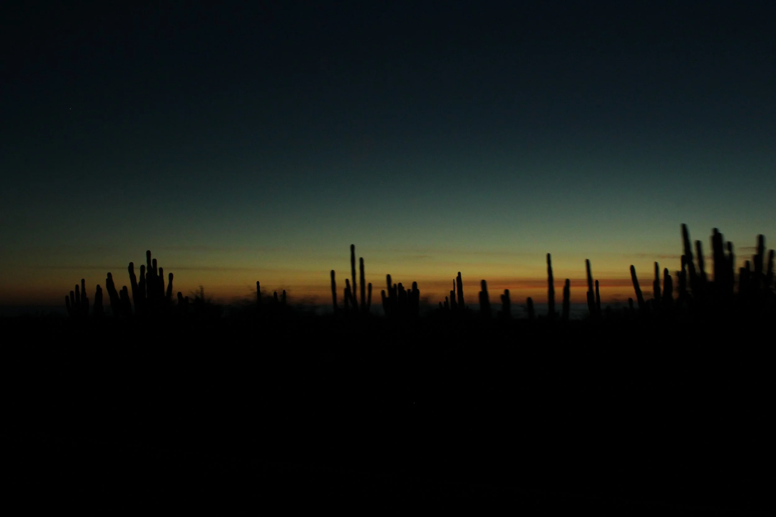 Silhouette de cactus durante el atardecer con cielo oscuro y un leve brillo en el horizonte.