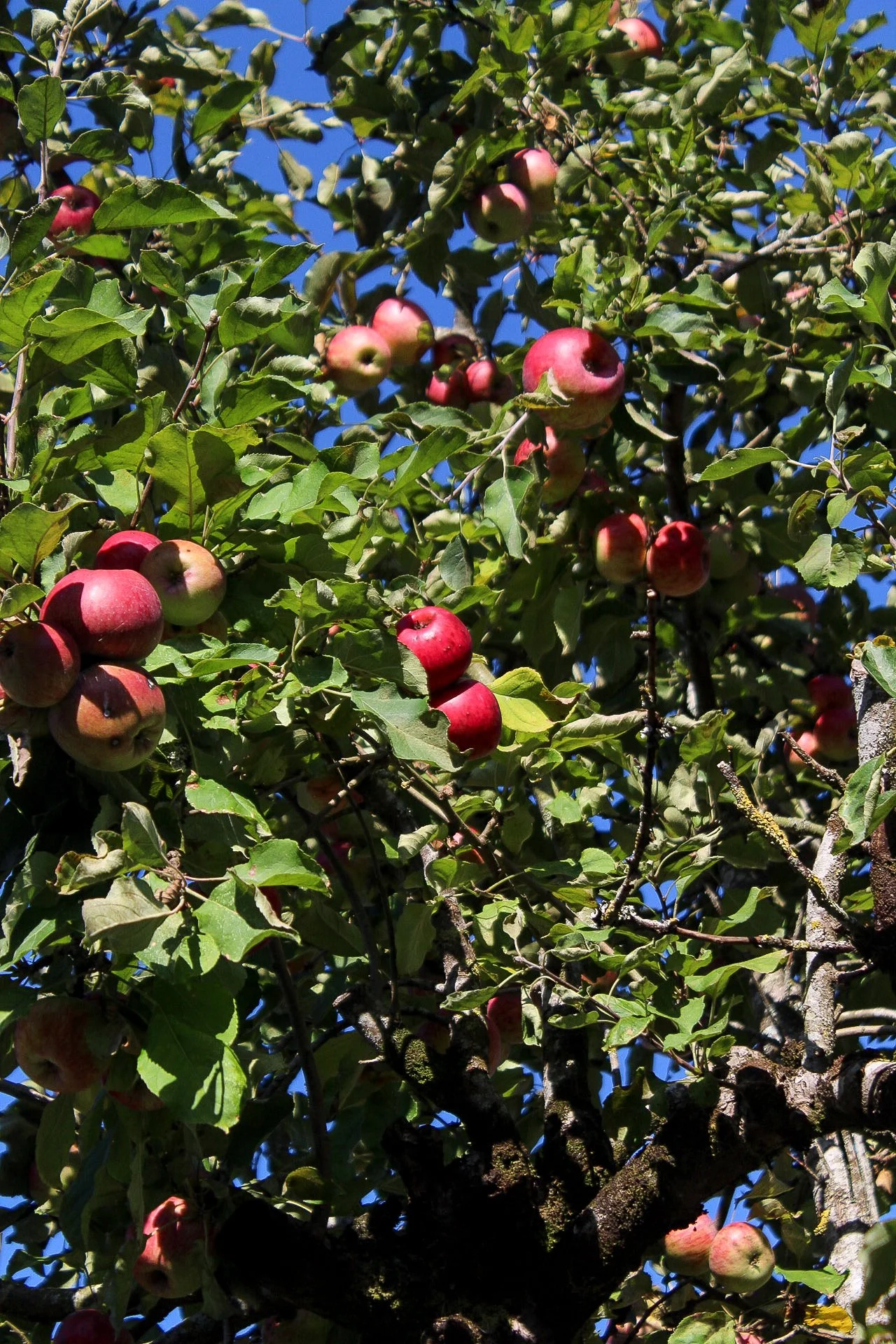 Manzano cargado de manzanas rojas y verdes en un día soleado.