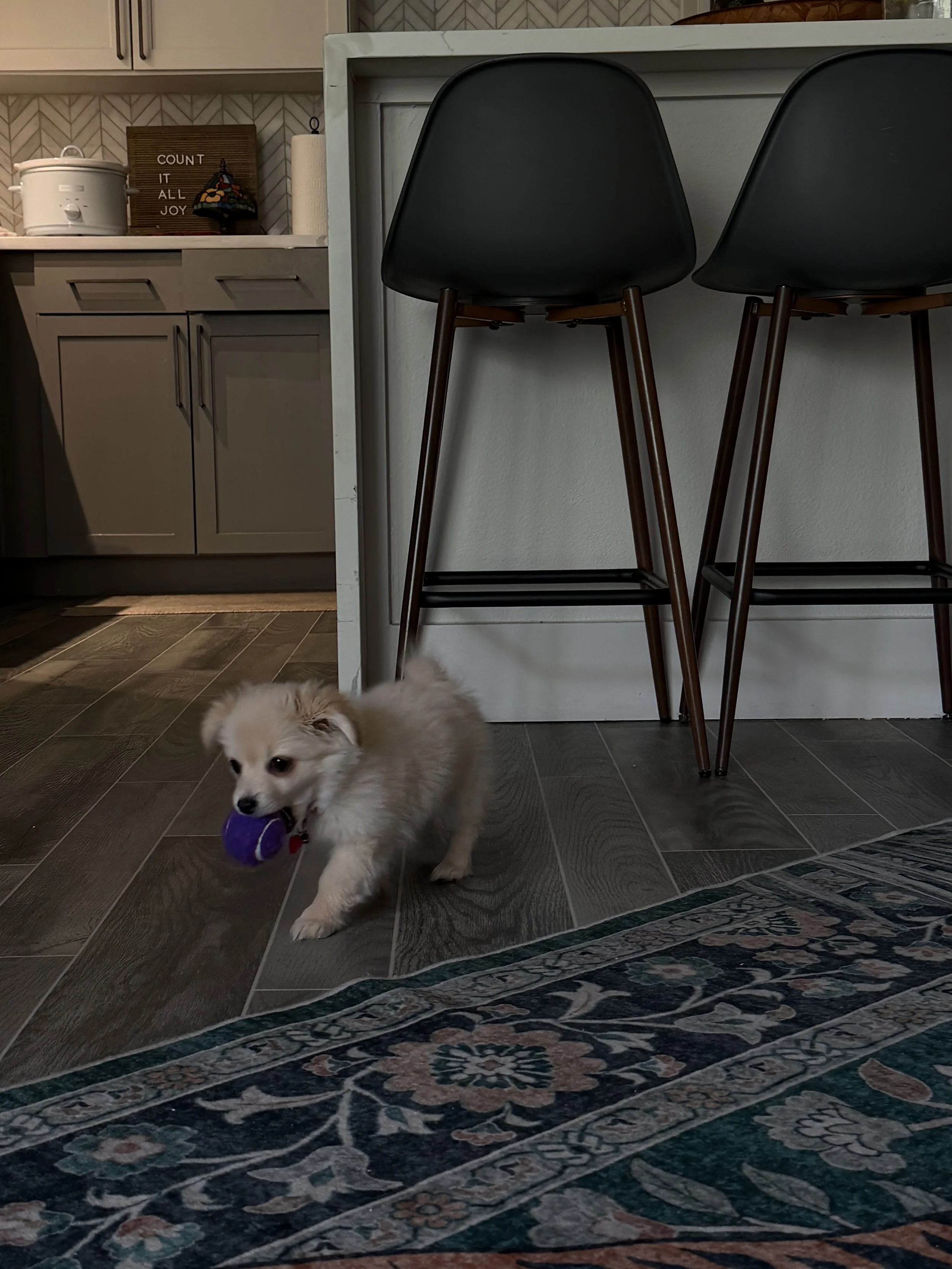 What Your Dog Understands Better Than Most People