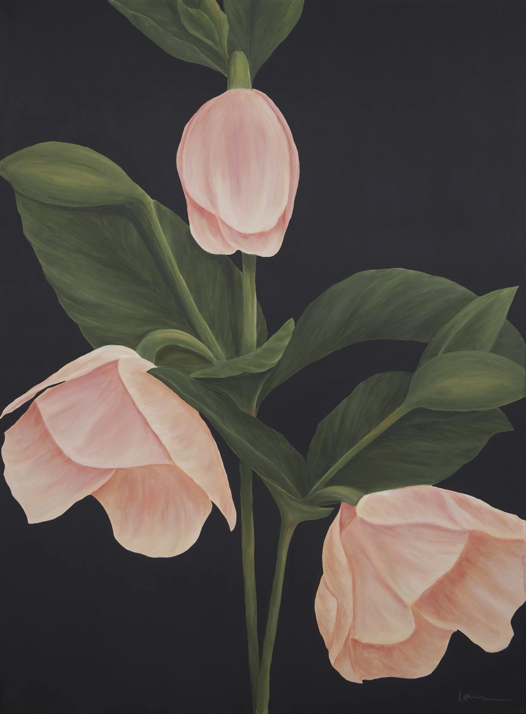 Lenten Rose - Unframed