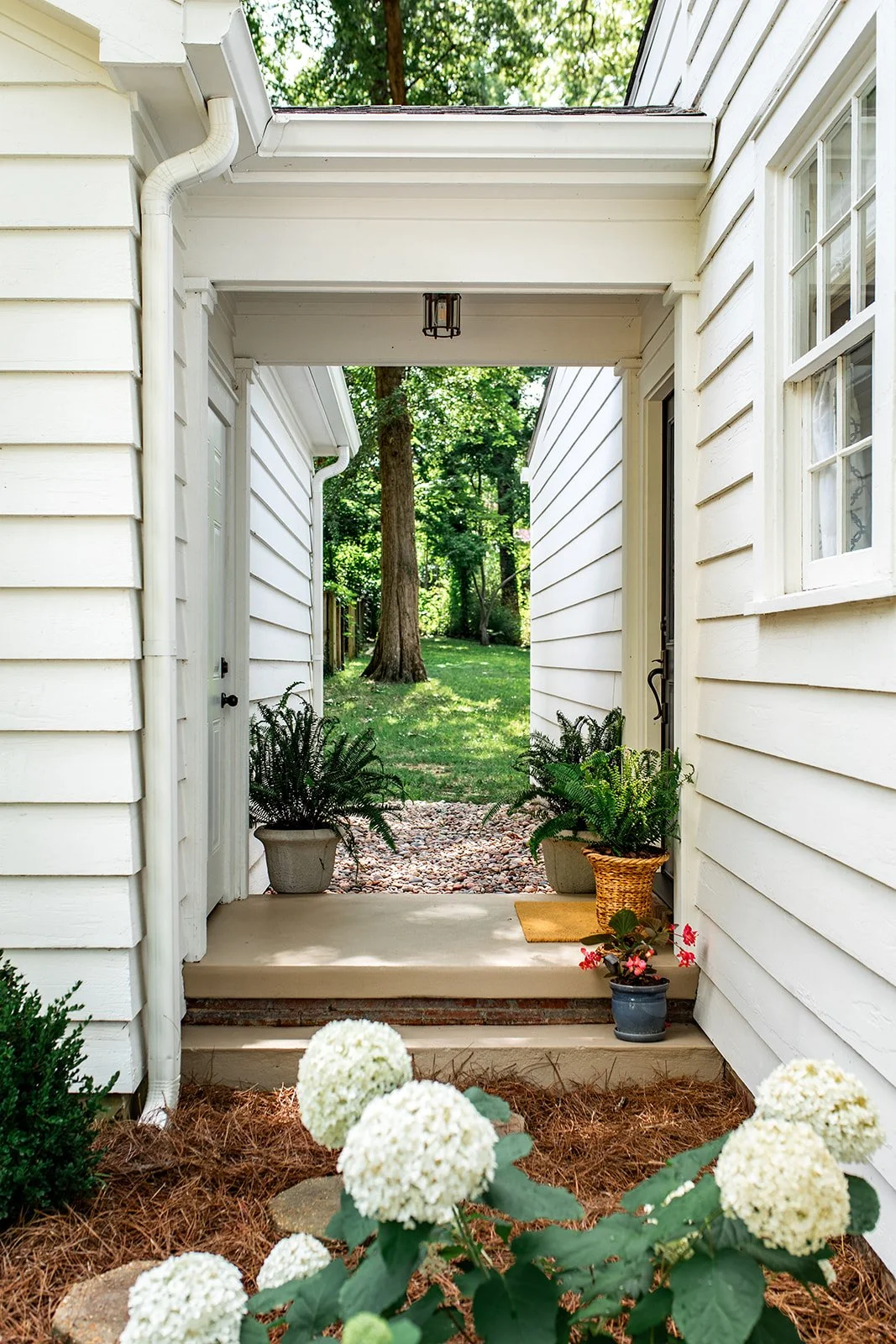 Hydrangeas in bloom against freshly painted white siding and side entry