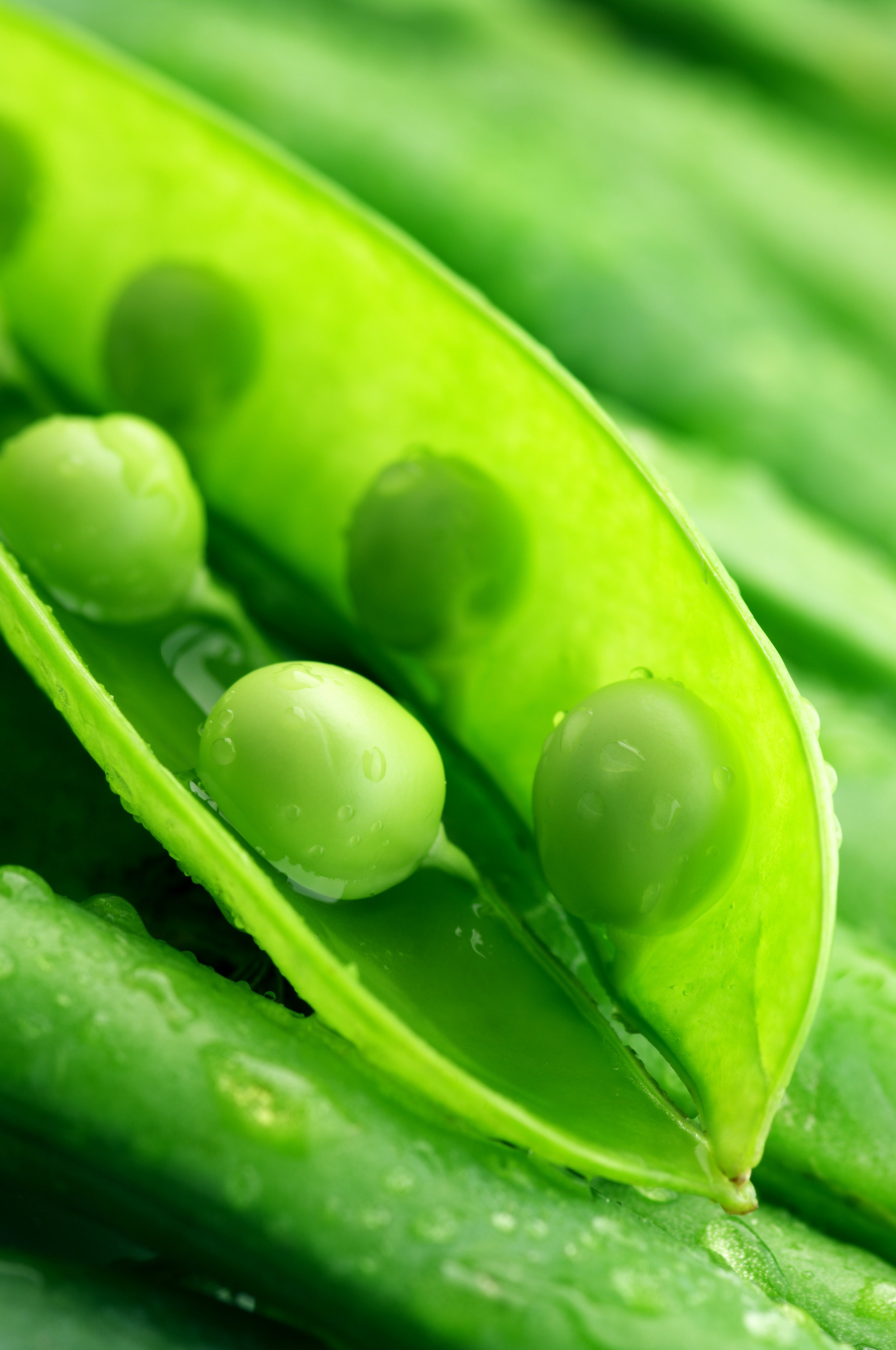 Health & Wellness