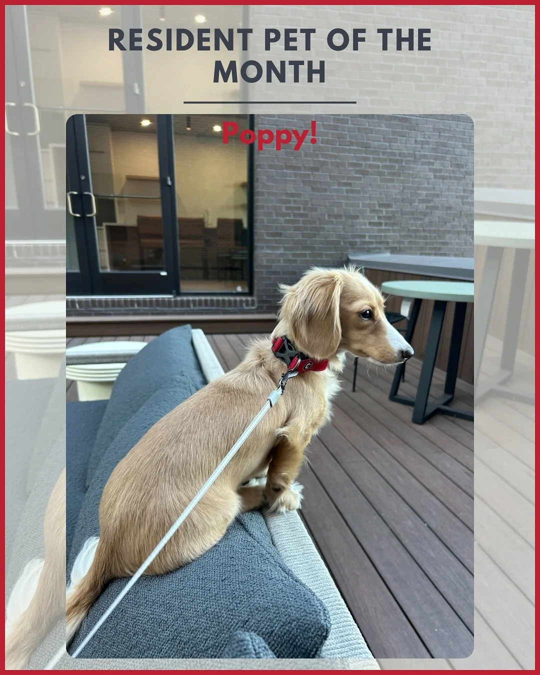 Meet Poppy! Our Resident Pet of the Month for December! 🐾

Poppy is a miniature dachshund who loves watching UGA football, playing fetch, eating whipped cream, and of course barking at everything! 🗣️

Some of Poppy&rsquo;s favorite things about liv