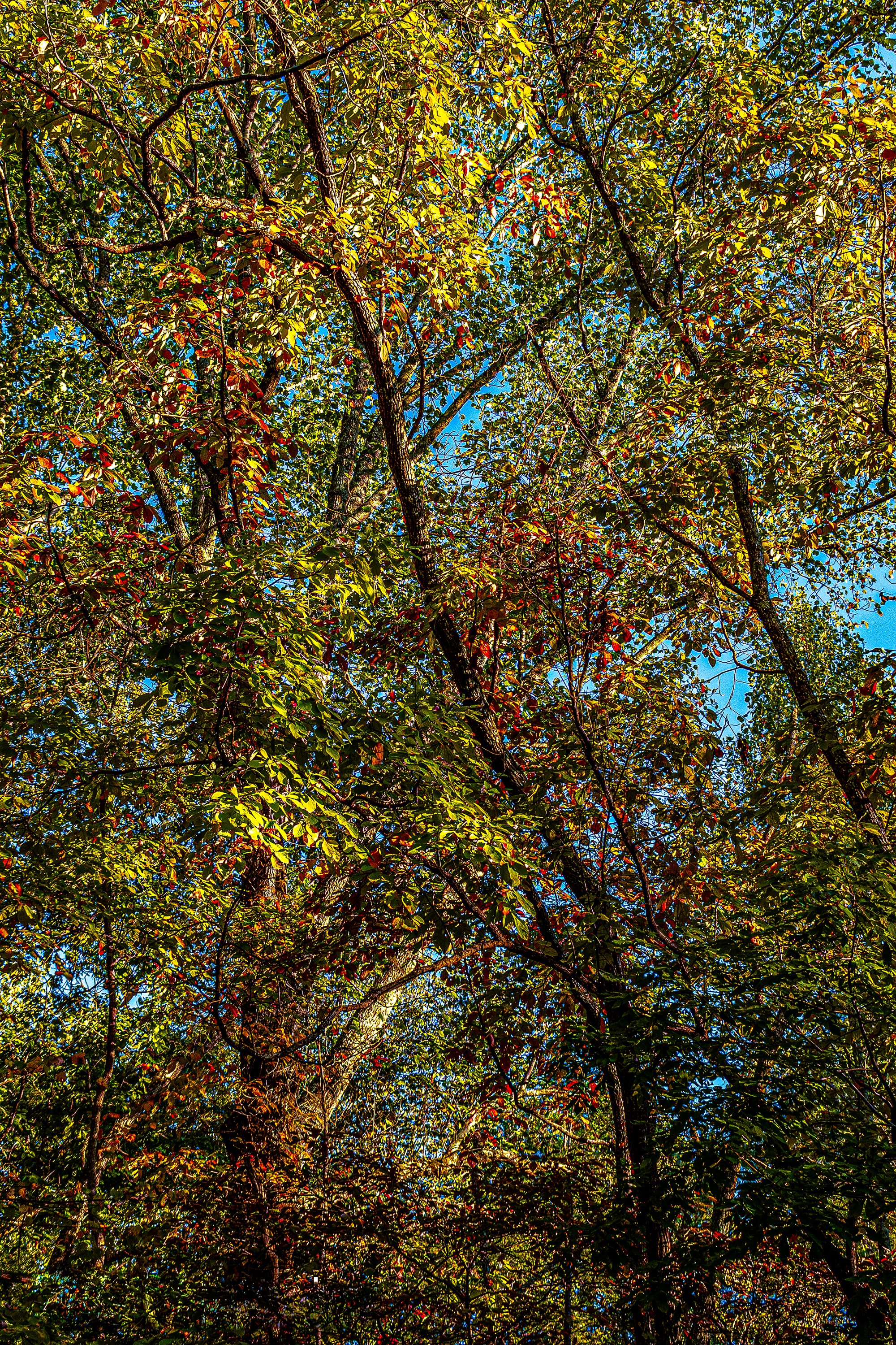 Greenway walking trail-Tree.jpg