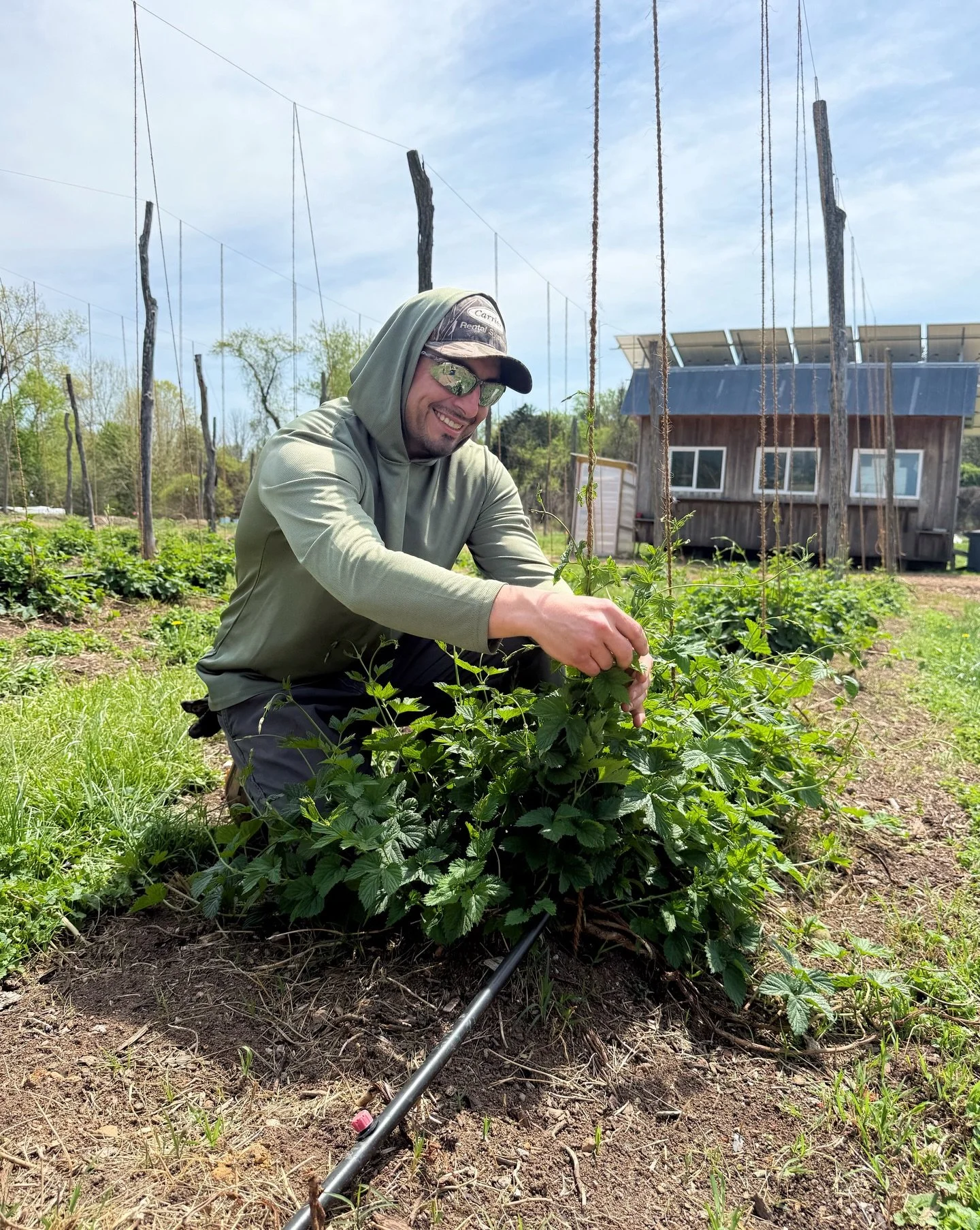 Rodolfo and our ag team have been working hard stringing hops so they can climb and thrive 🌱 Thanks to the team for keeping the yard on track and growing strong 🍻 #BeerFarm #DrinkLocal #HopFarm #MarylandBeer #BrookevilleBeerFarm