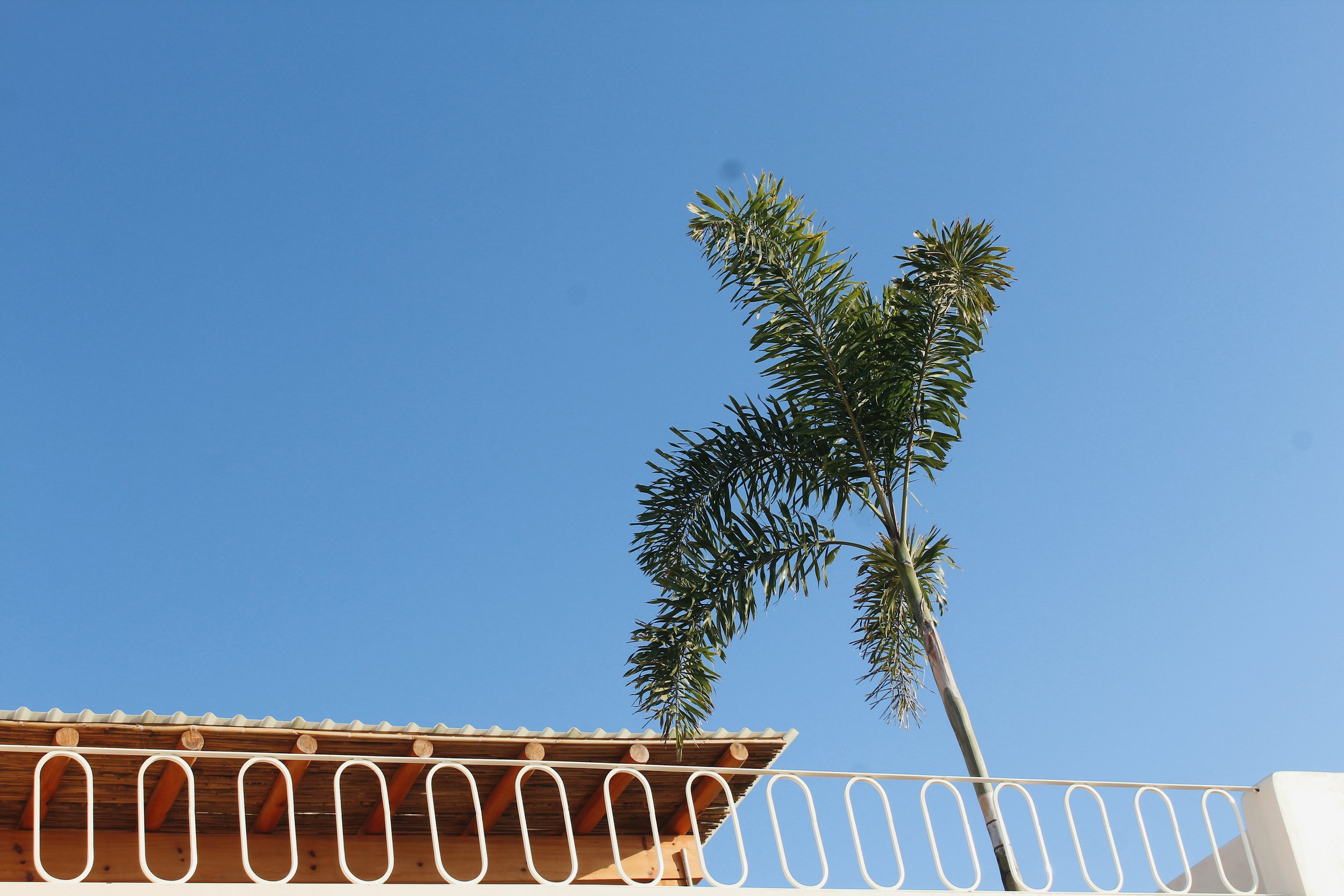 Palm tree next to a building with blue sky