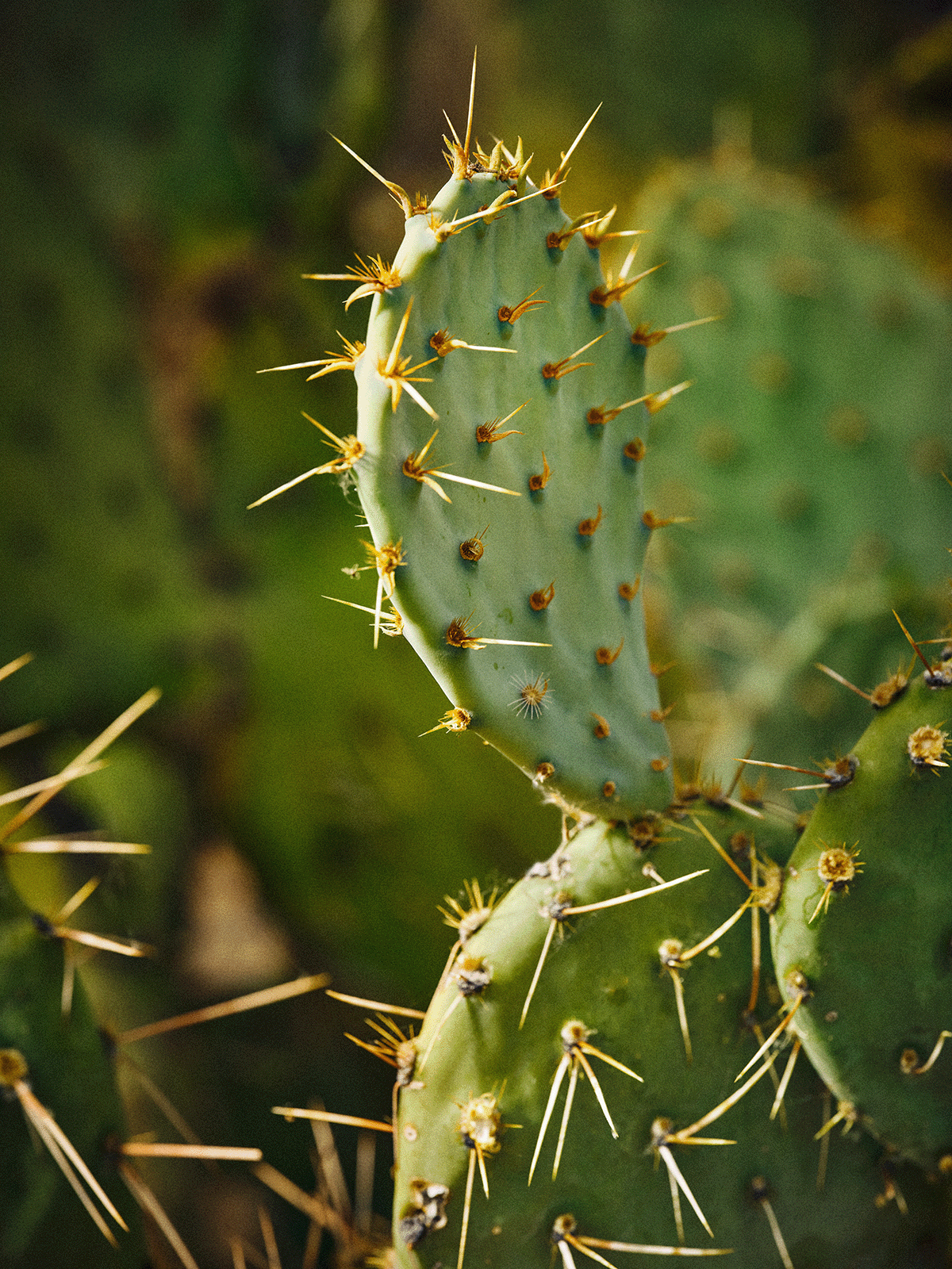 OB92008_Landscape_Cactus_129_comp.png