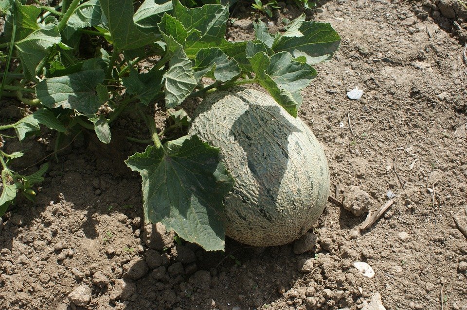 melon 1.jpg