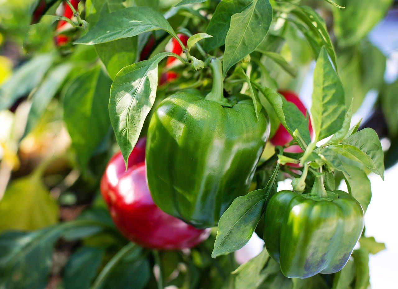 Bell Pepper California Wonder Mini Pkt