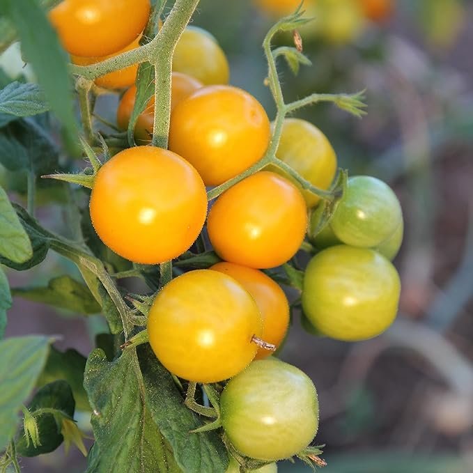 sun sugar 3.jpg