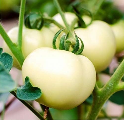 Tomato Great White