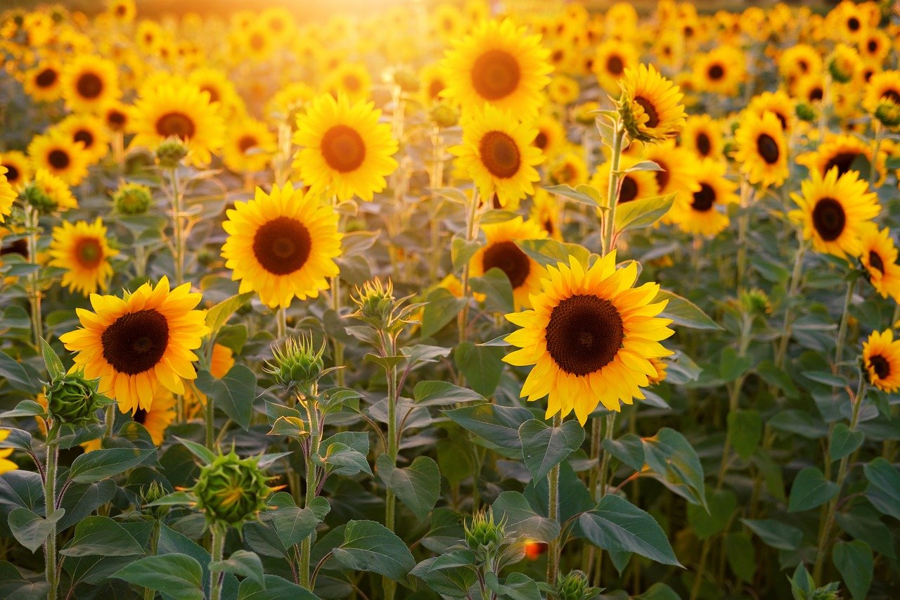 sunflower 2.jpg