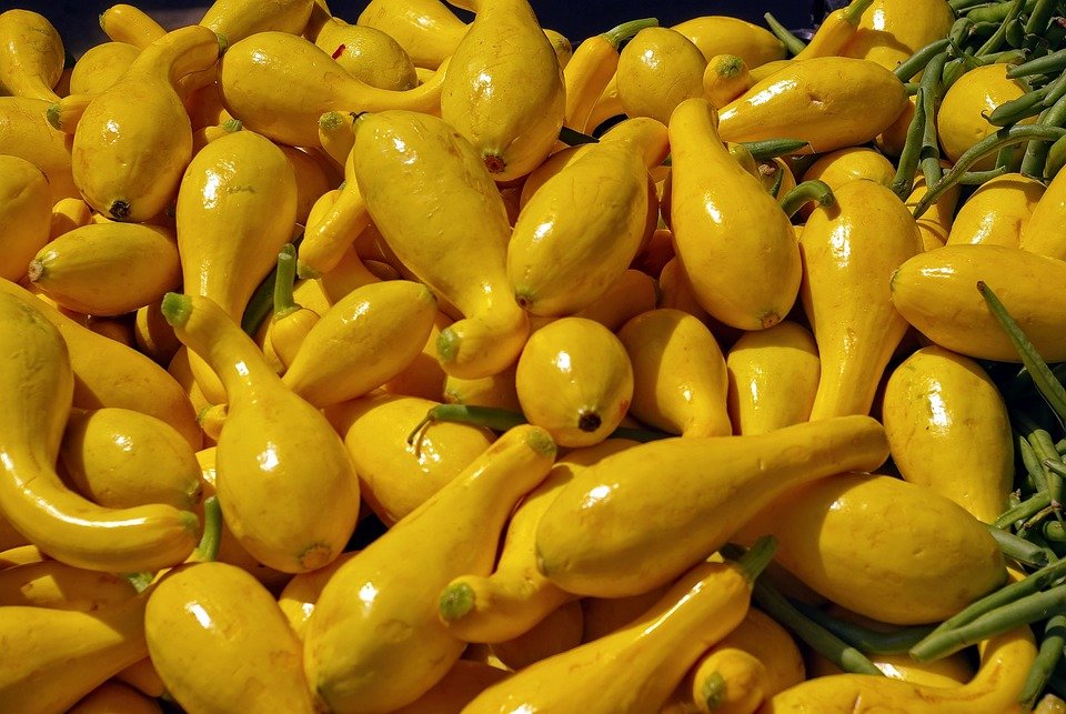 Squash Early Yellow Straightneck
