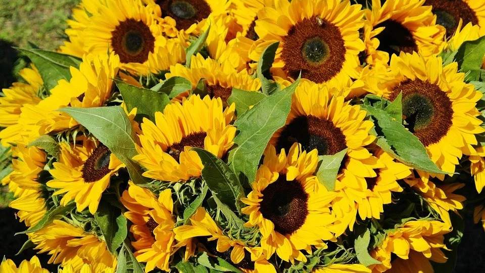 sunflower 5.jpg