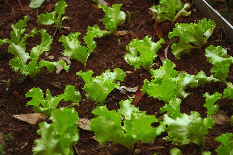 leaf lettuce 3.jpg