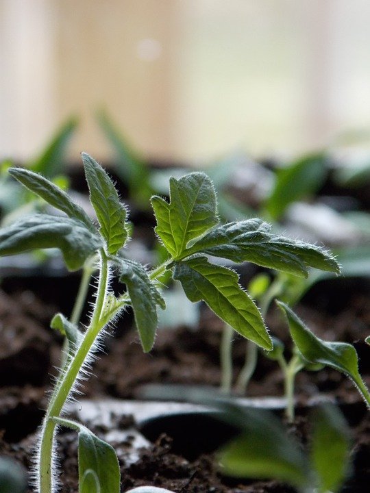 seedling 4.jpg