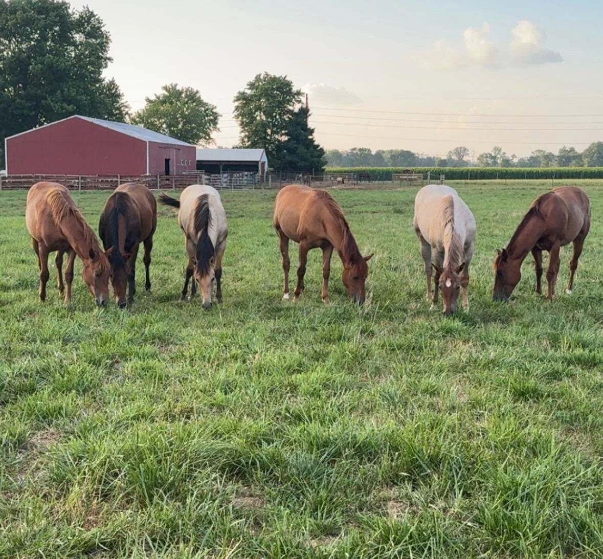 Equine Lameness Seminar