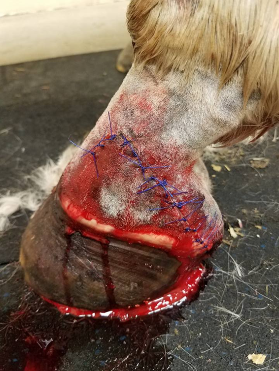 Horse hoof with stitches