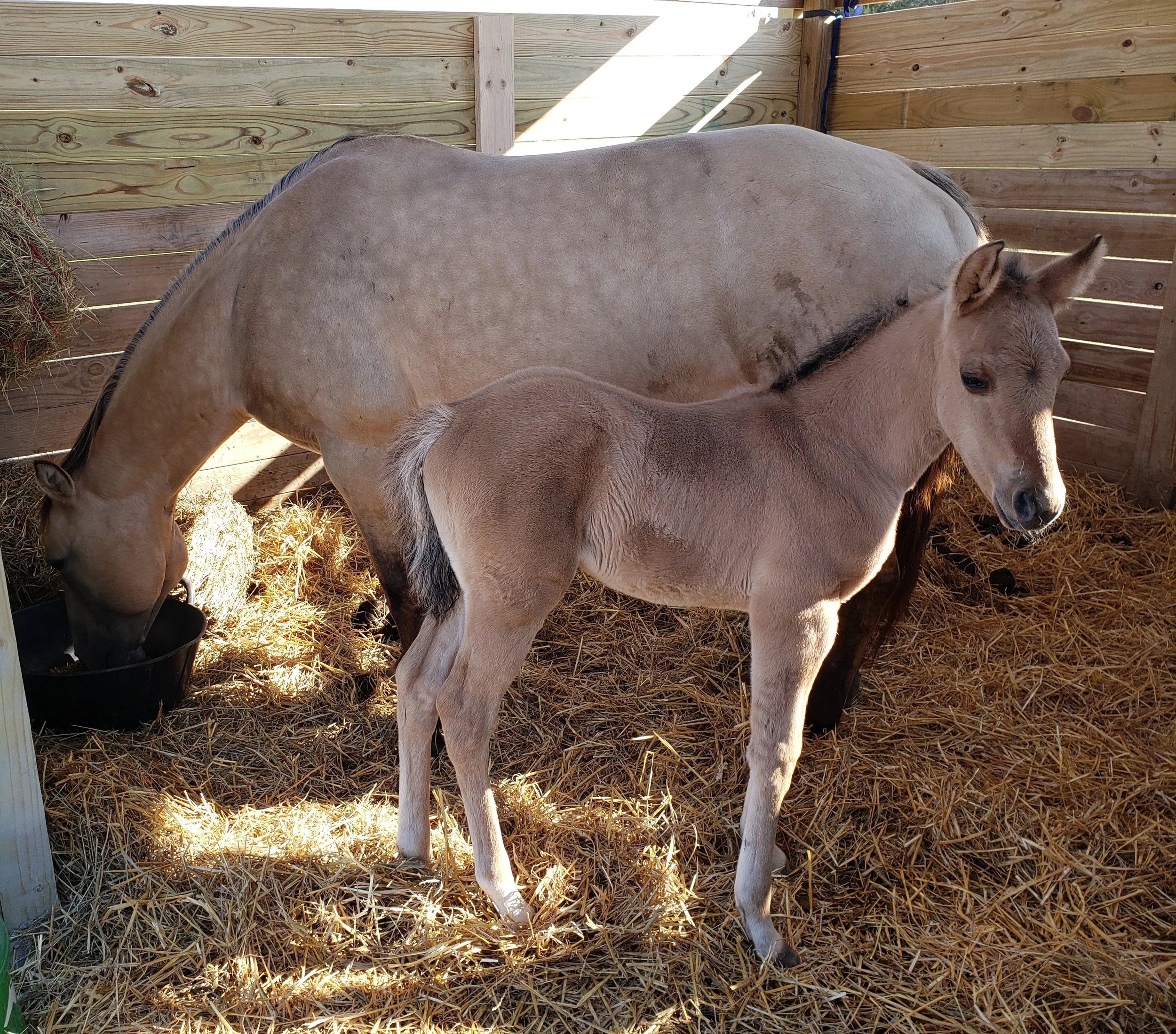 Neonatal Care horse and pony