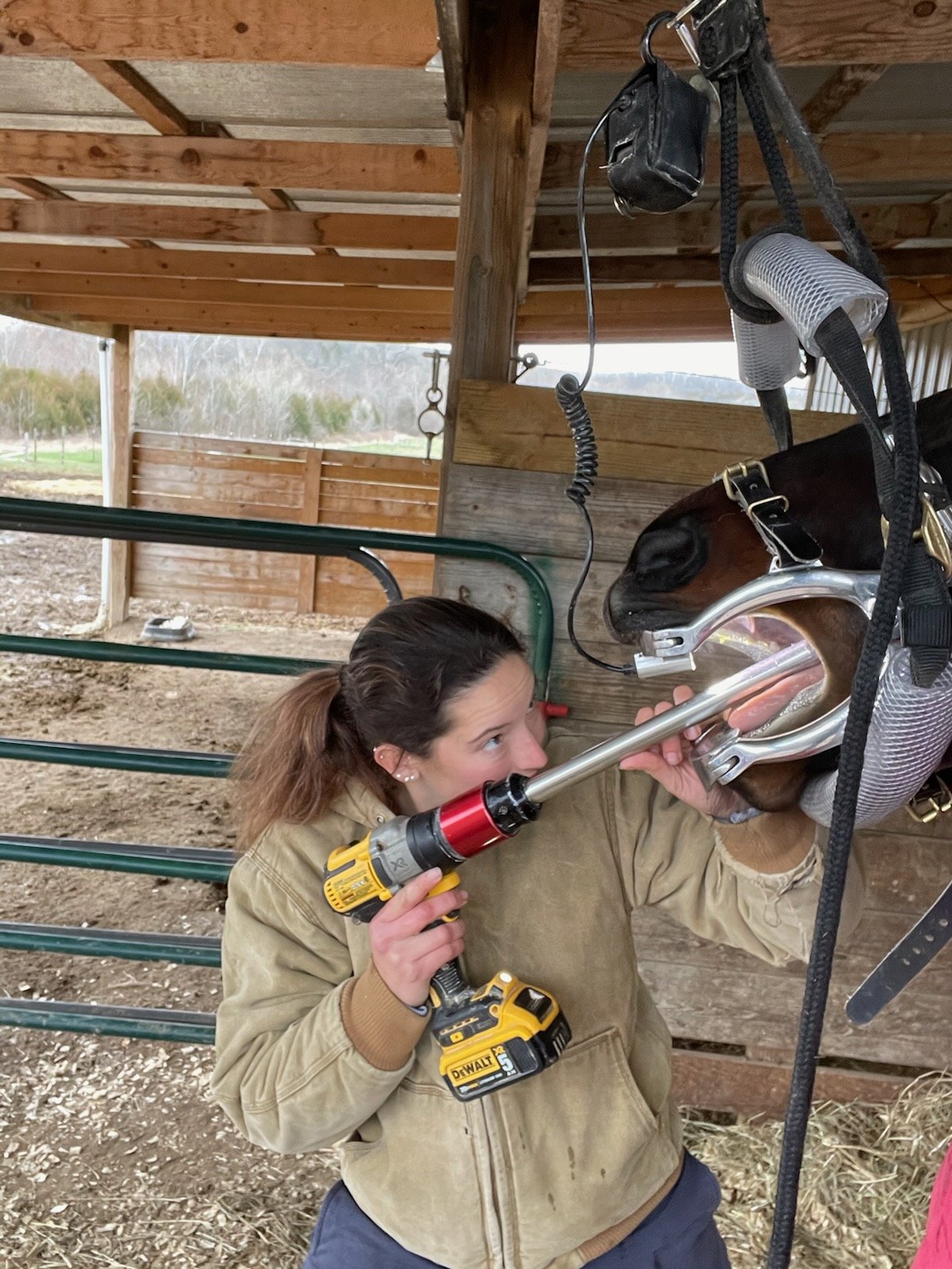 Veterinarian working on a horses dentistry needs