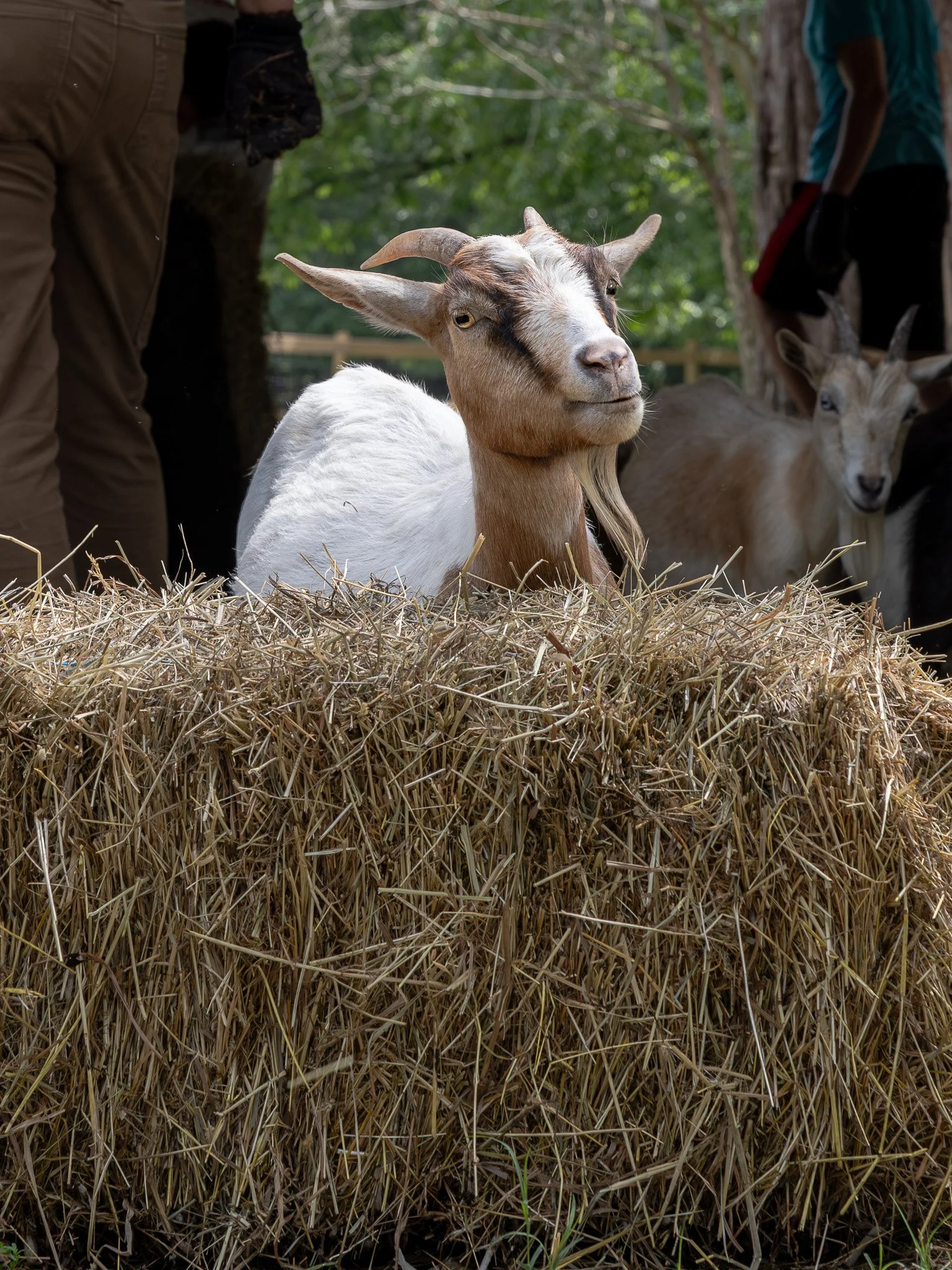 SmithFarmGoats-30.jpg