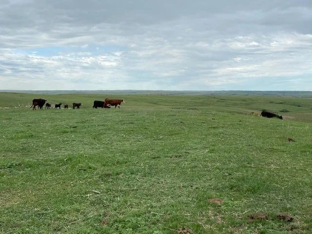 cows in a field in North Dakota