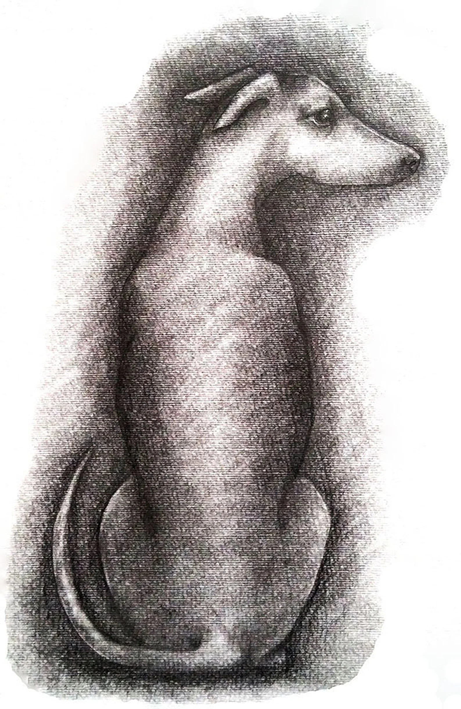 Lurcher  | Charcoal on paper | 11.7" x 16.6" | 2016